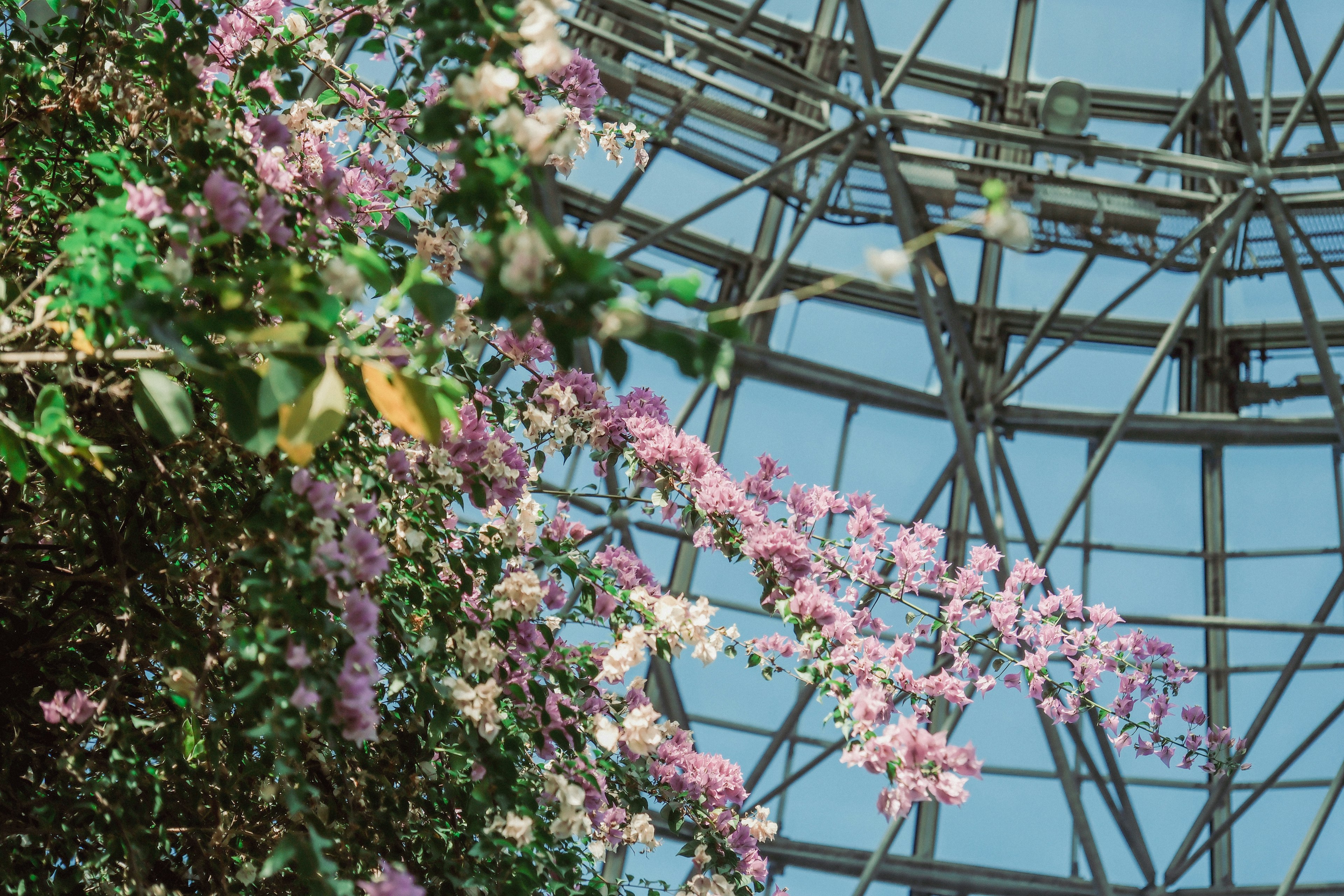 Hermosas flores bajo un cielo azul con una estructura de acero