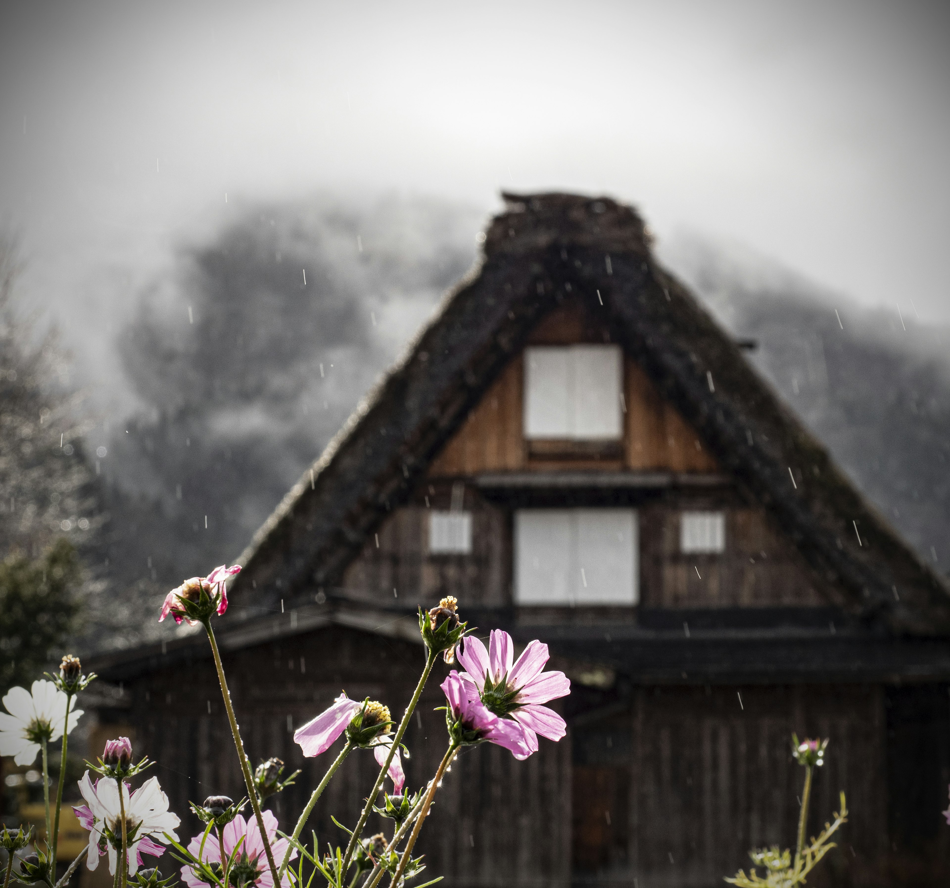 Traditional thatched-roof house in the rain with flowers in the foreground