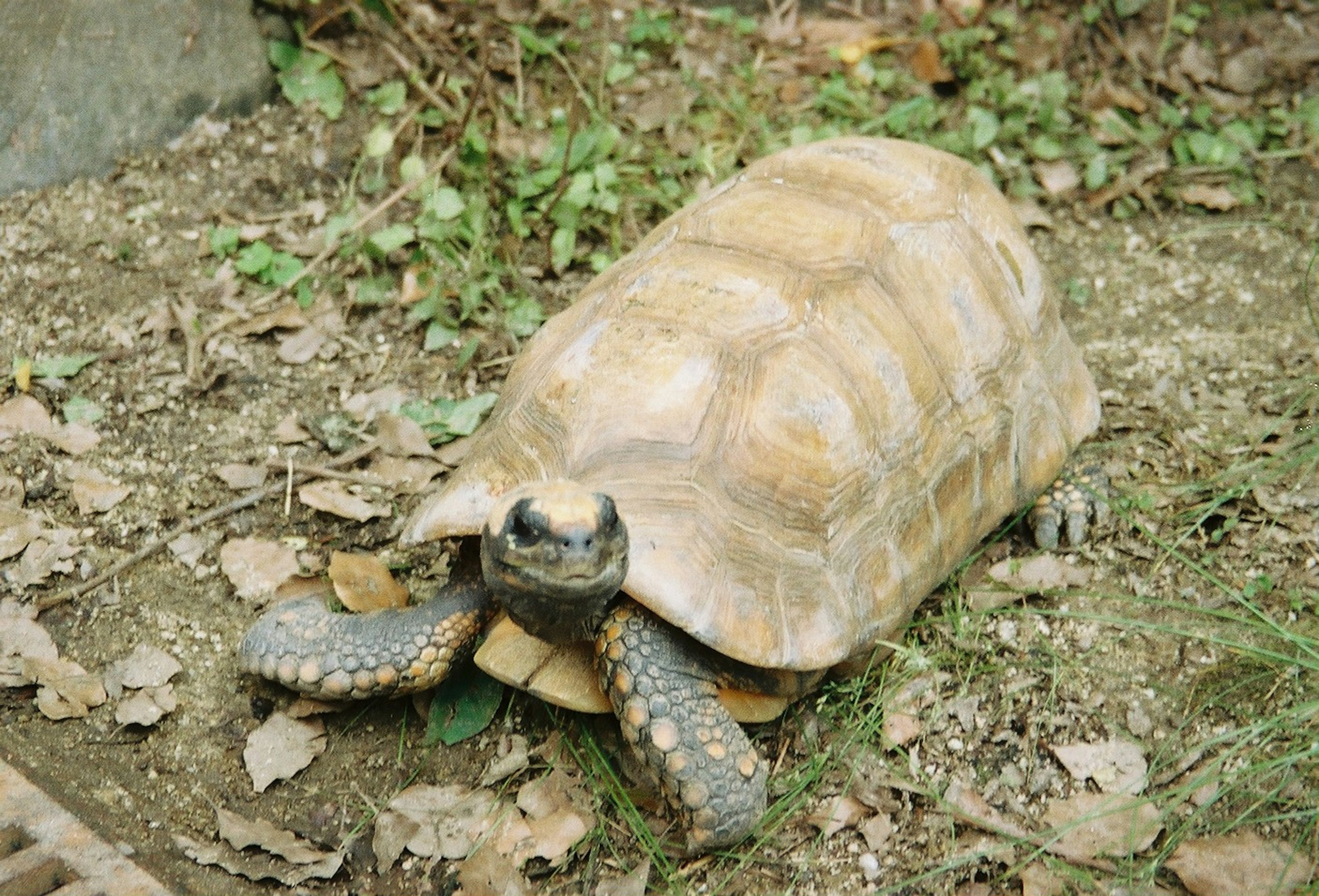 Eine Schildkröte auf dem Boden umgeben von grünem Gras und gefallenem Laub