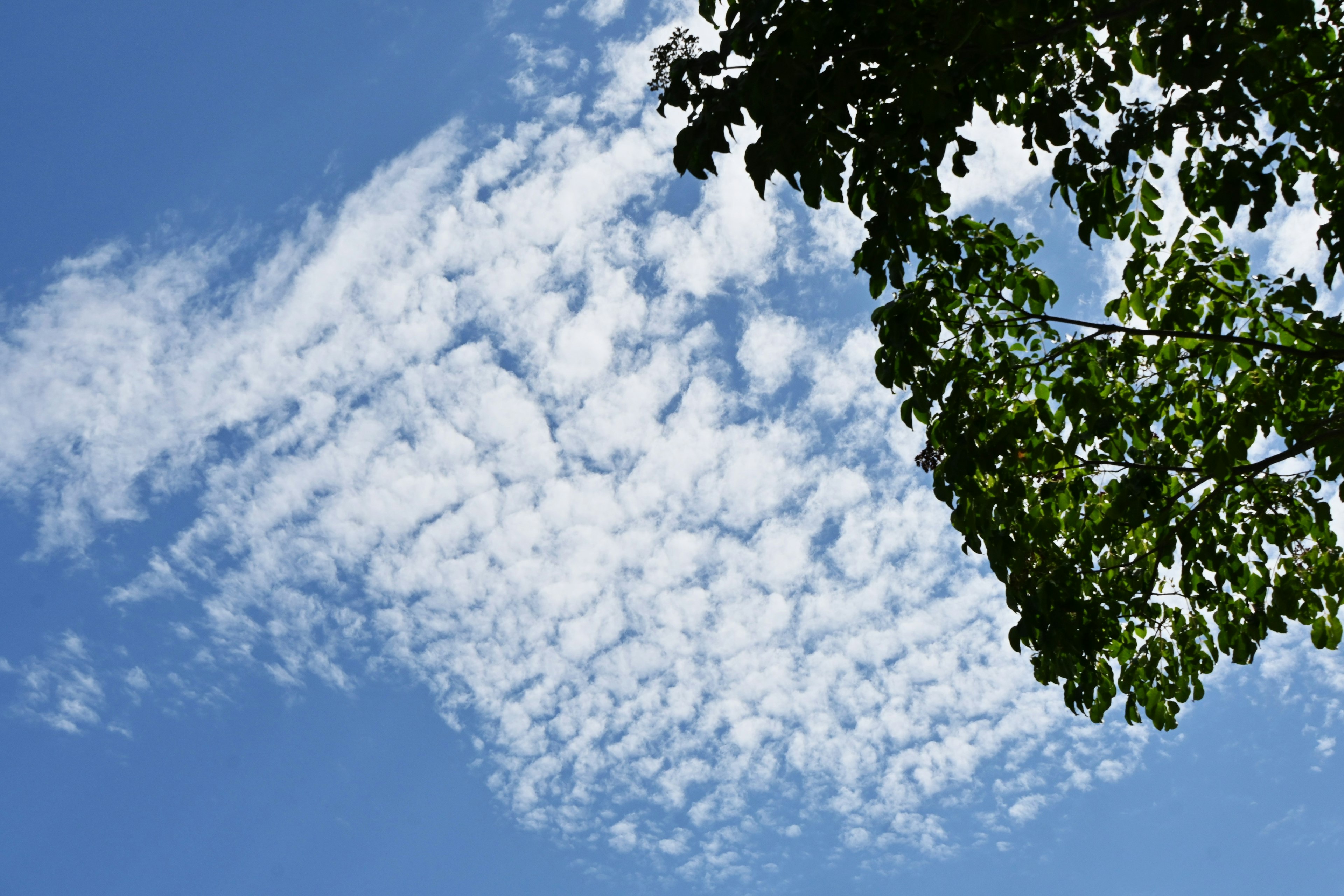 Nuages blancs dans un ciel bleu avec des feuilles vertes