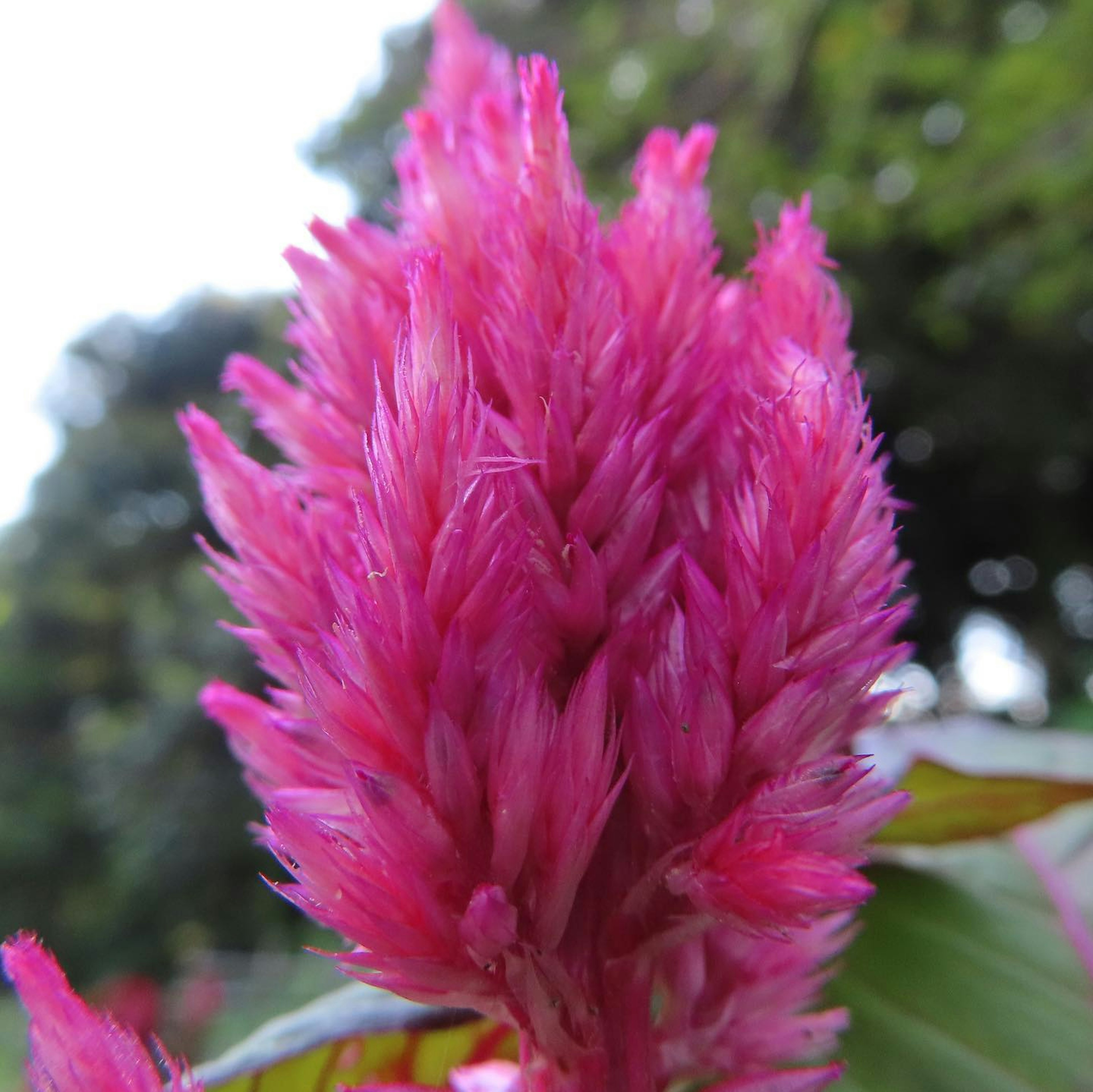 Close-up of a vibrant pink flower with feathery petals