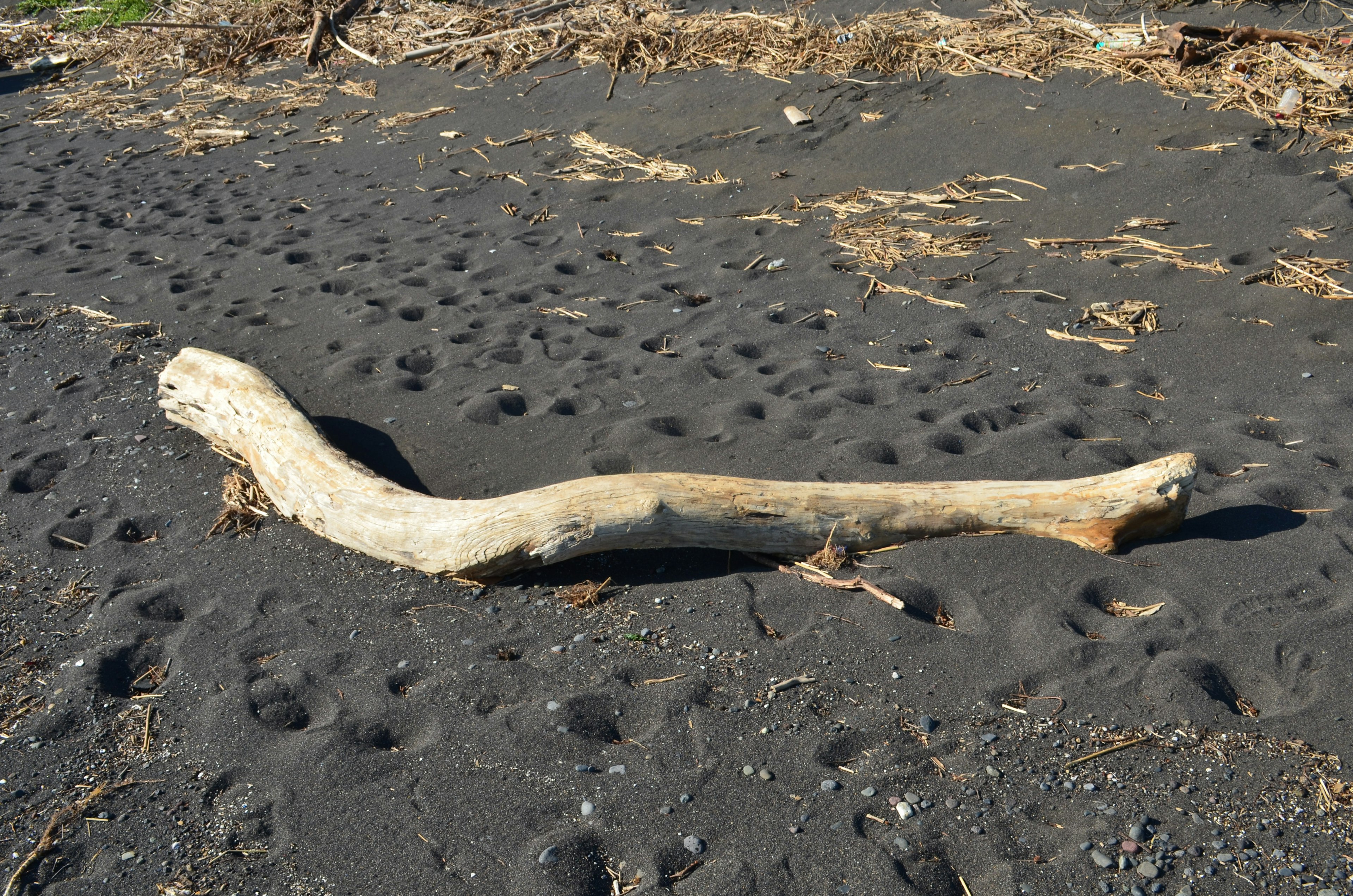 White driftwood lying on black sandy beach