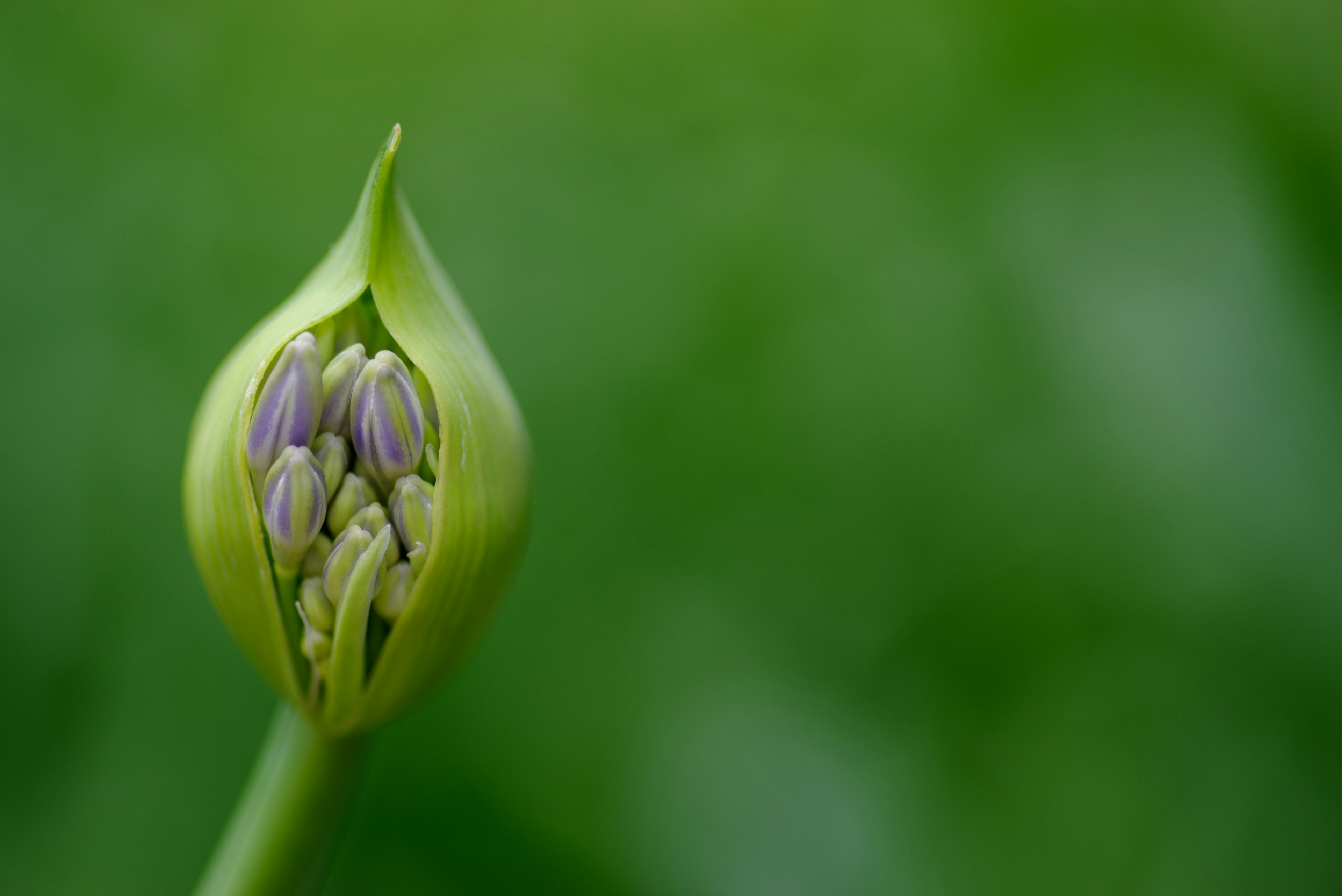 Gros plan d'un bouton de fleur sur fond vert