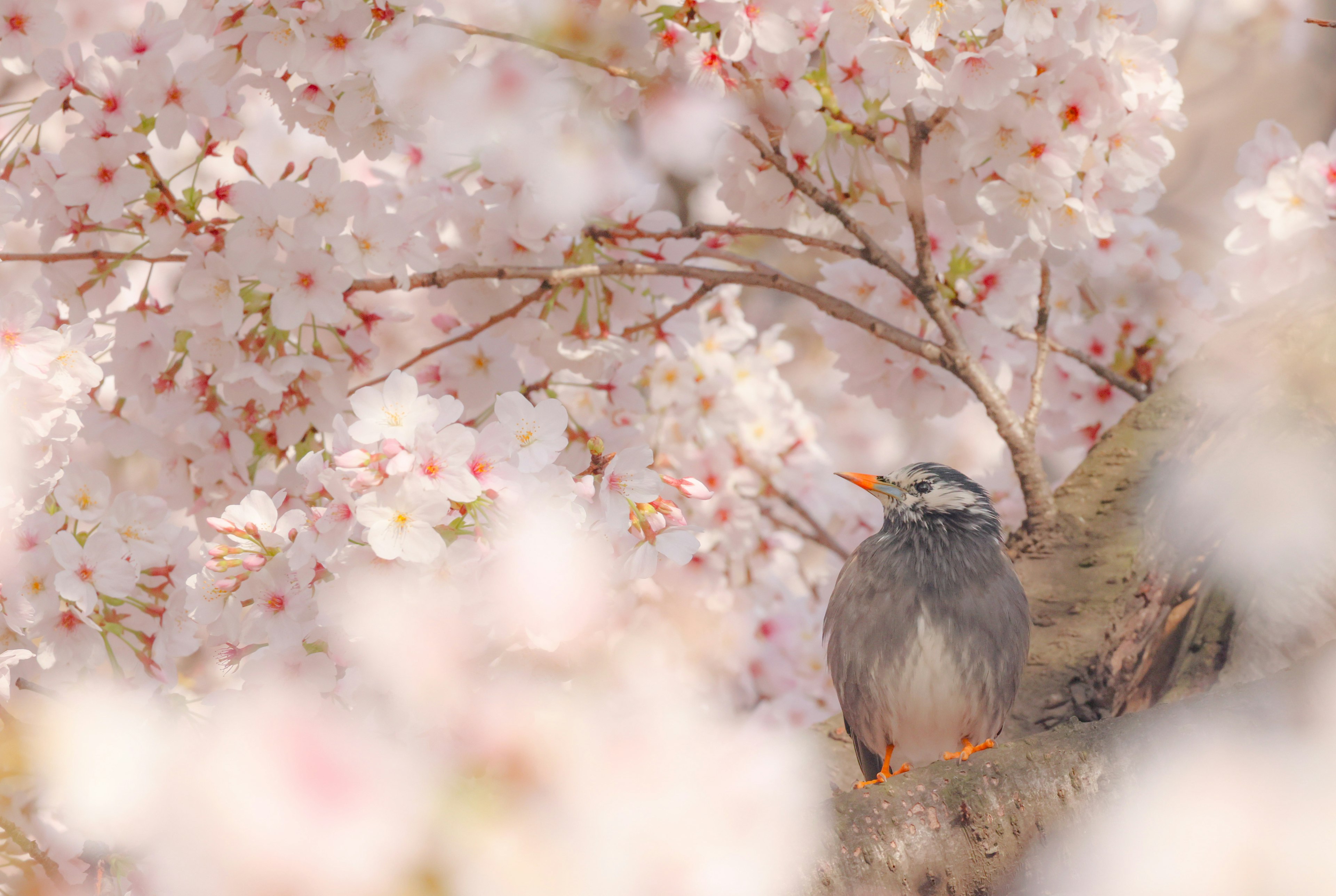 A beautiful scene of a bird among cherry blossoms