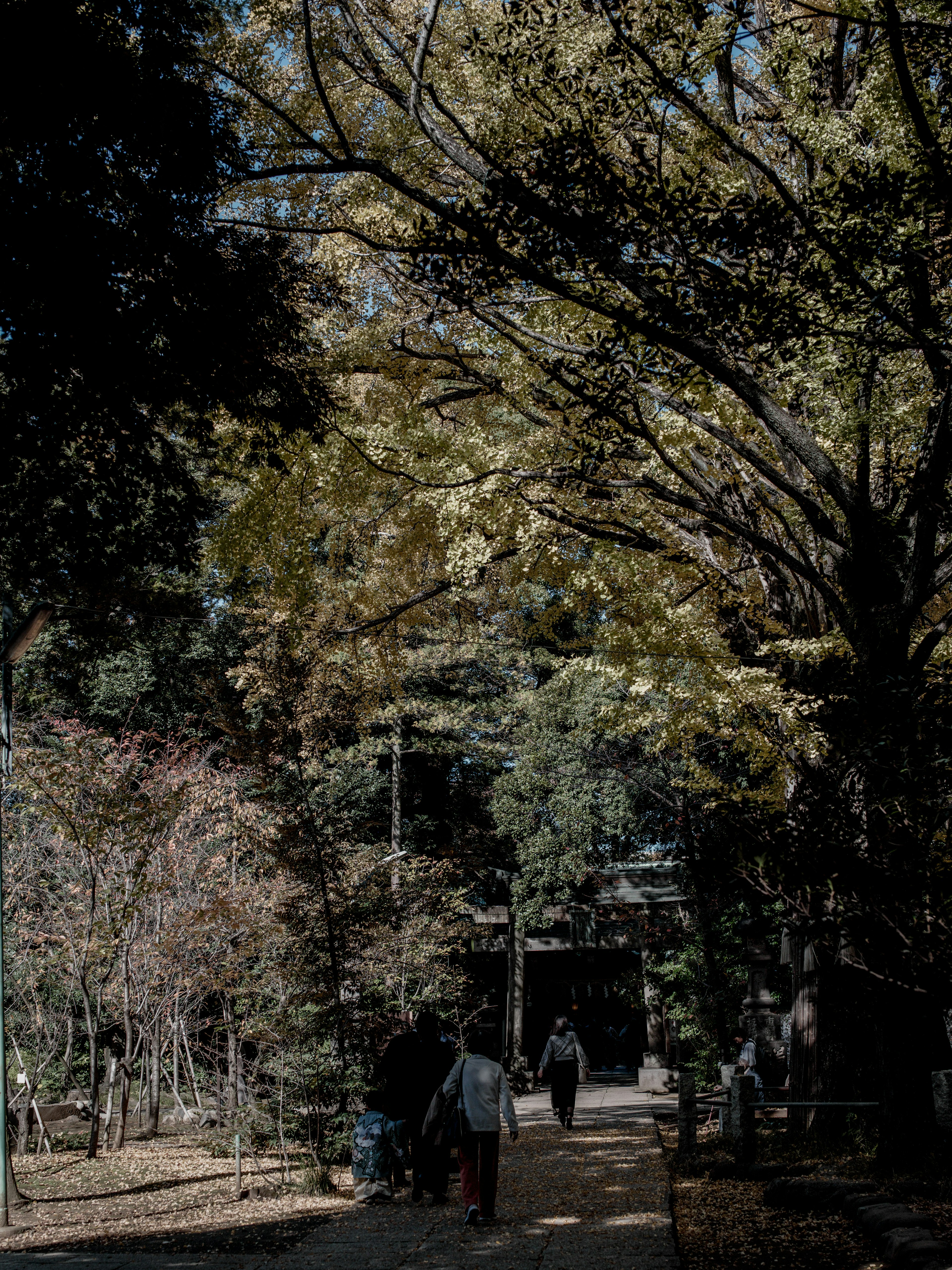 秋の公園の小道を歩く人々と色づいた木々