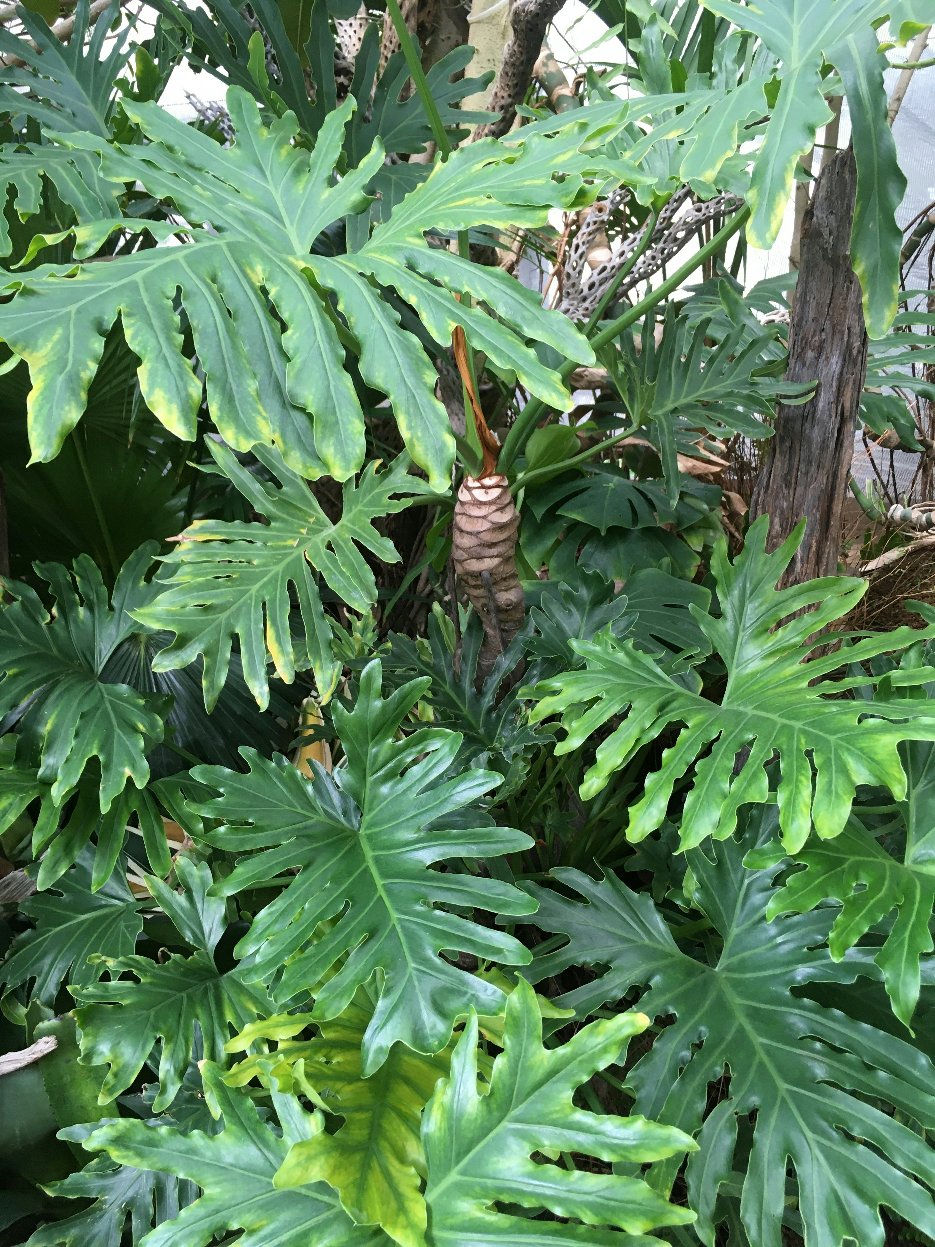 Foliase lebat dengan daun hijau besar dan kerucut pinus di tengah