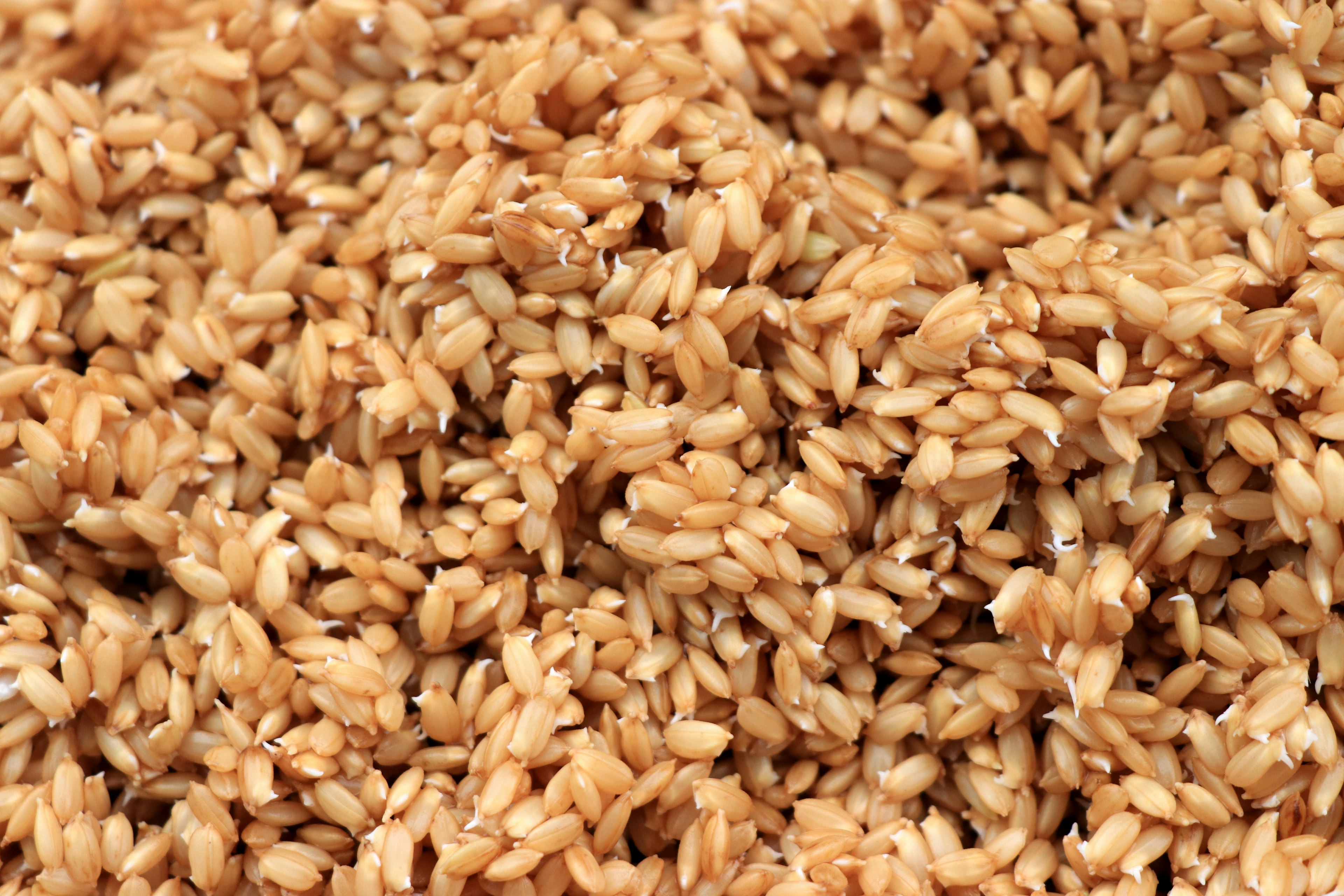 Close-up of brown grains scattered randomly