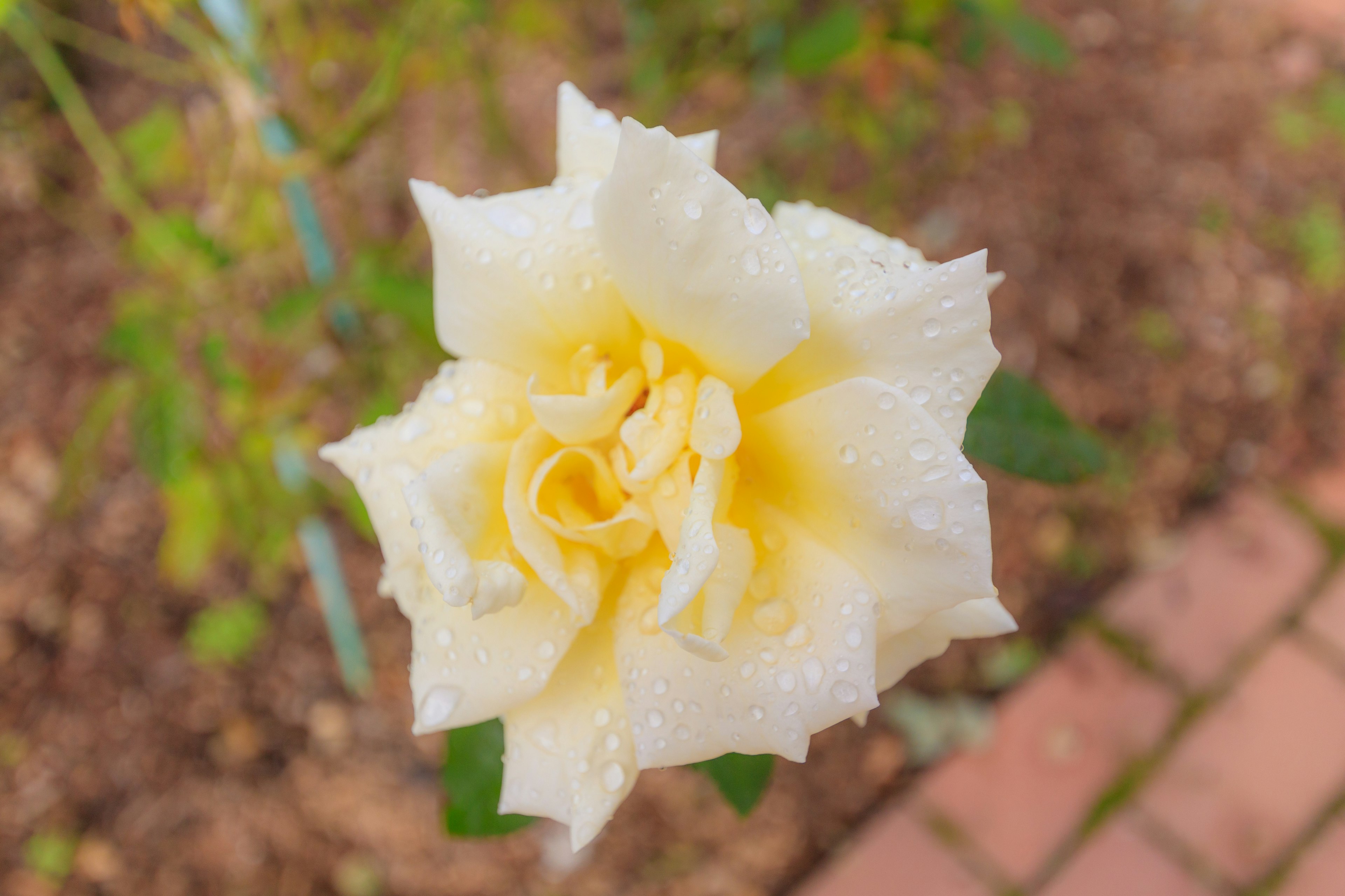 Primer plano de una rosa blanca con acentos amarillos y gotas de agua