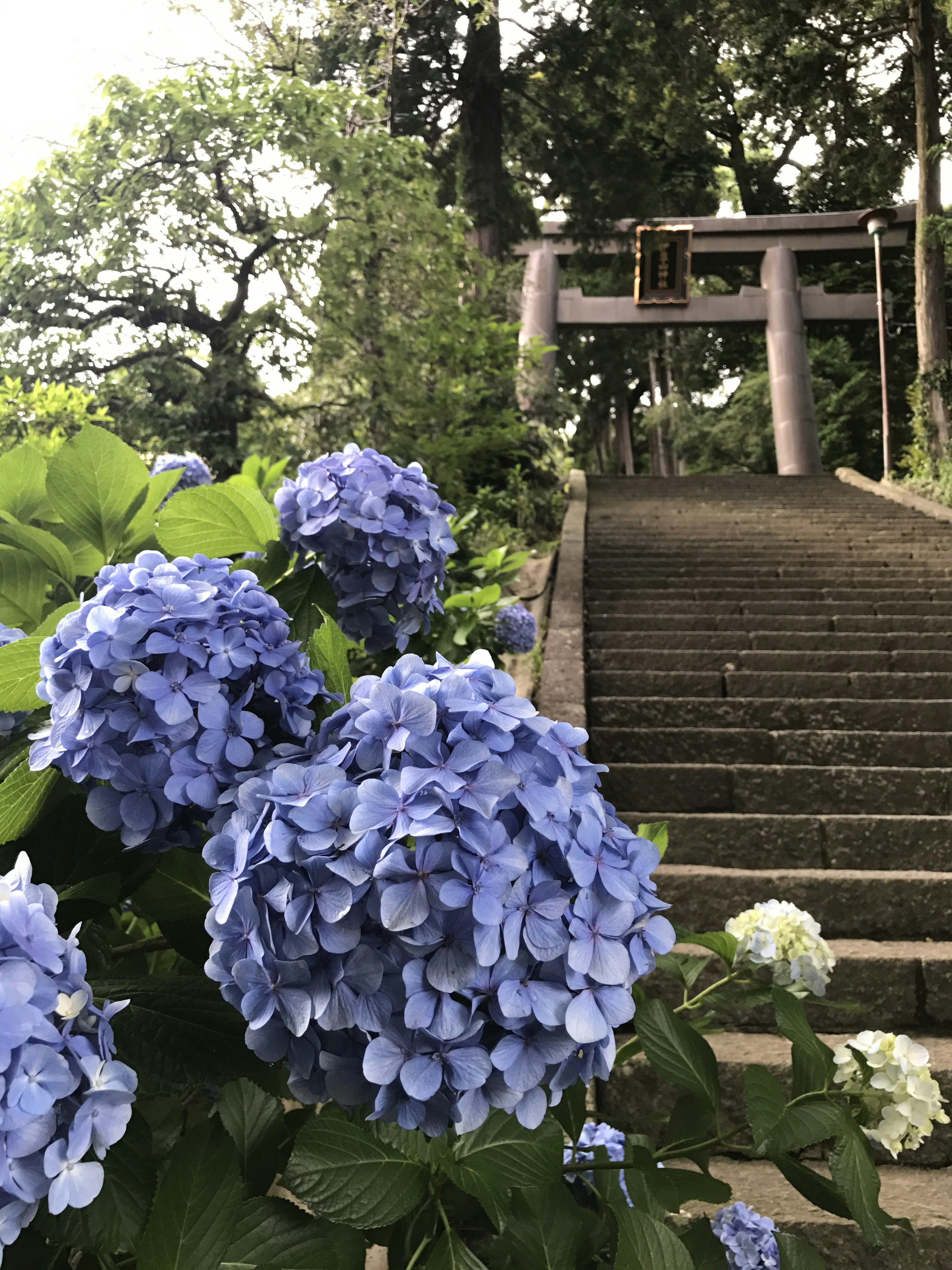 Fiori di ortensia blu con scalini in pietra che portano all'ingresso di un santuario