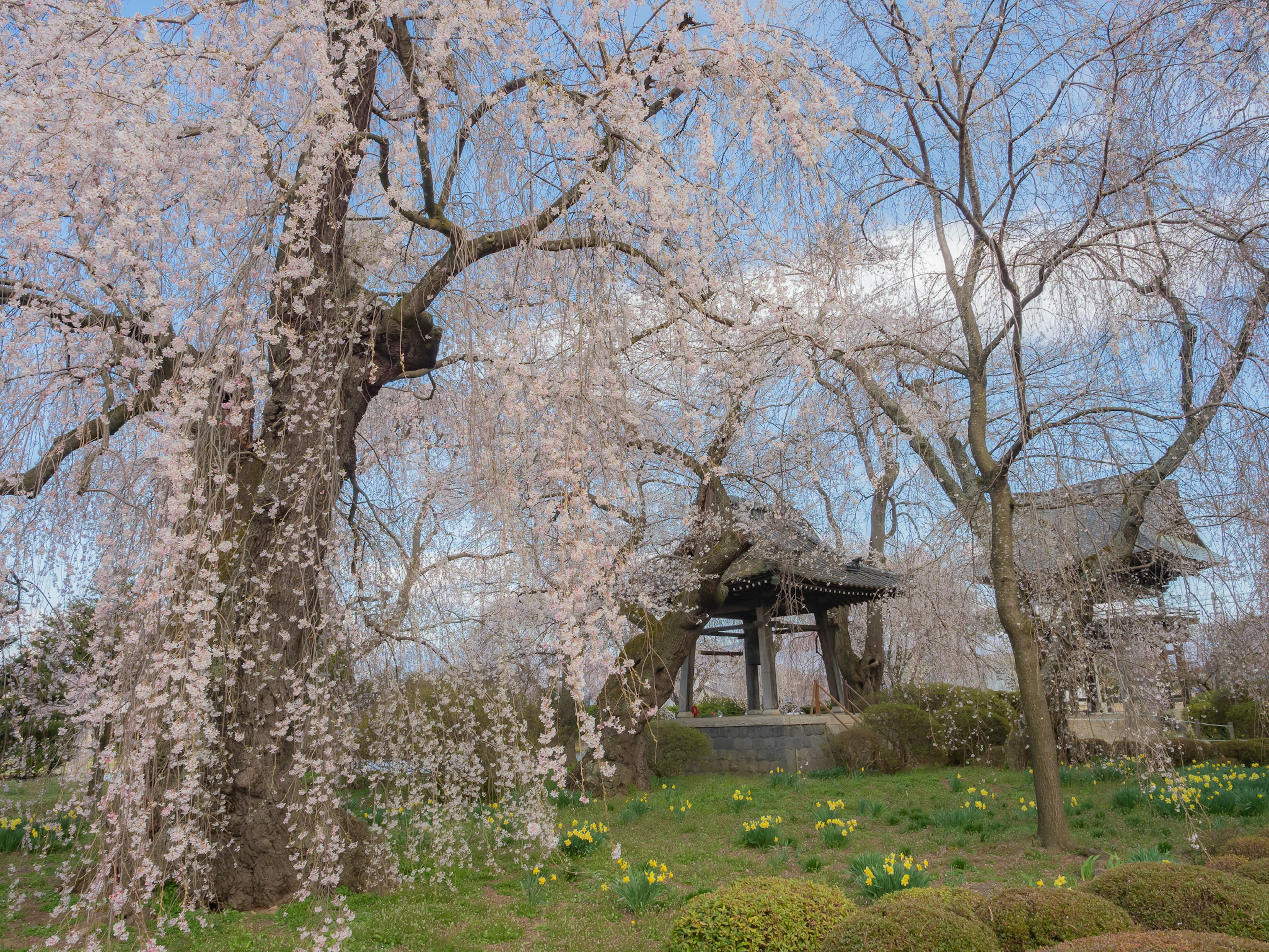 桜の花が咲く美しい庭園の風景