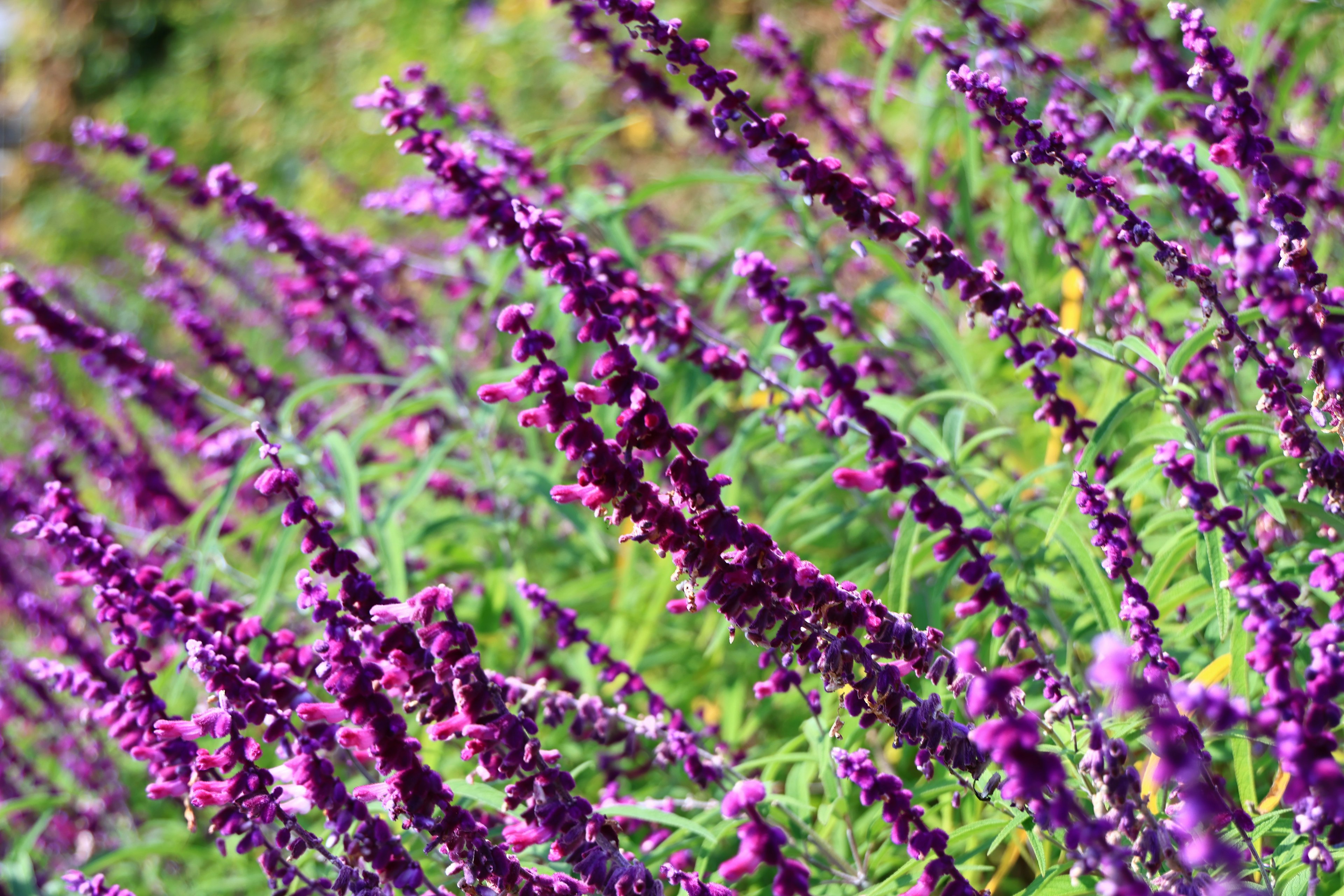 Cluster of purple flowering salvia