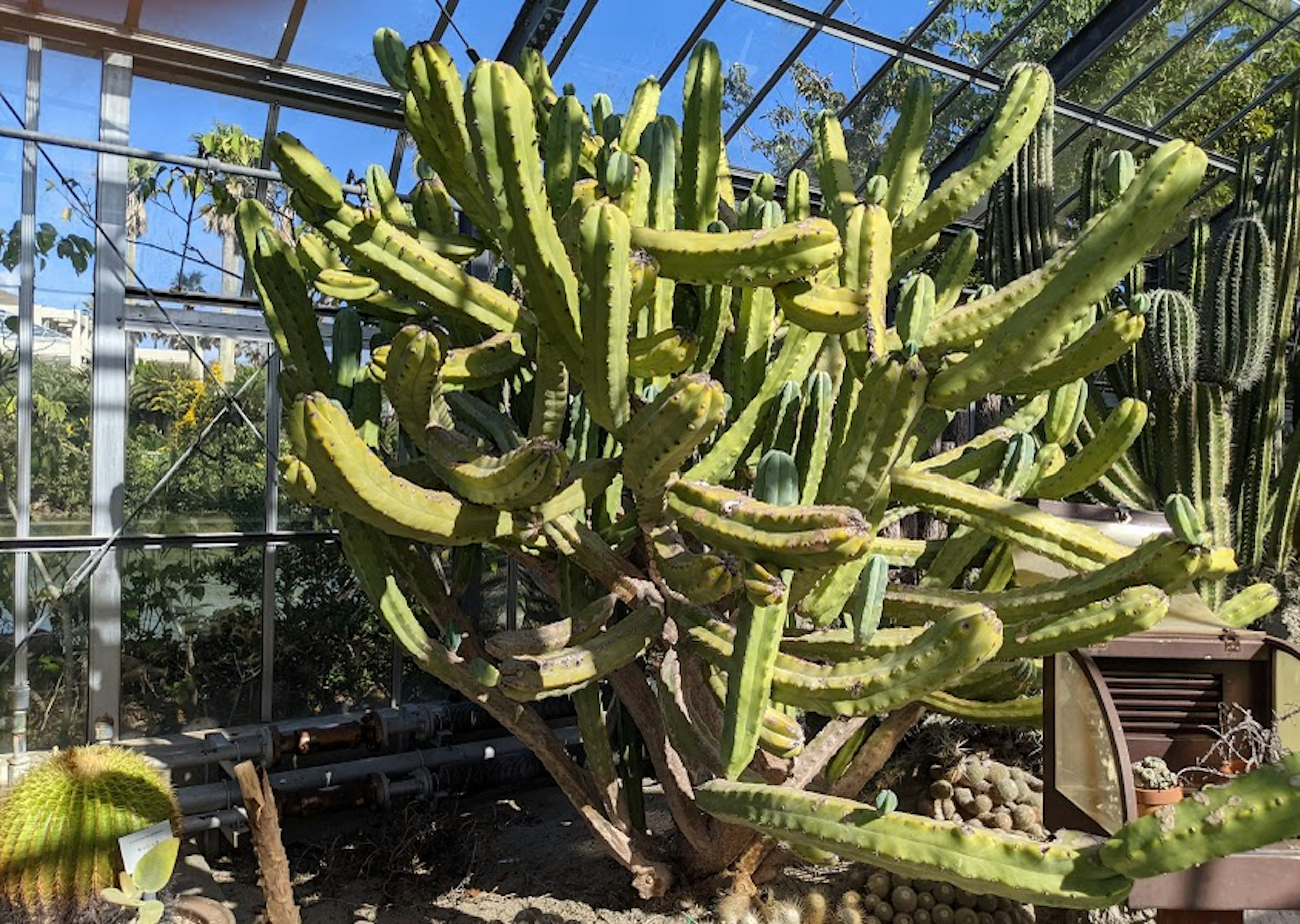 Interior of a greenhouse featuring a large cactus cluster