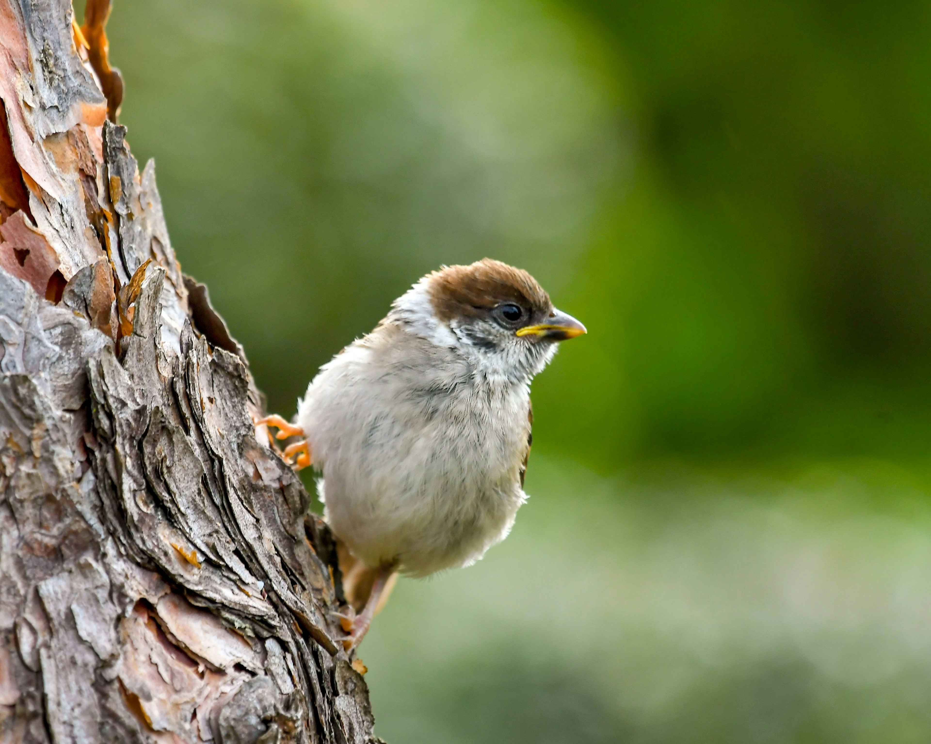 Un pequeño gorrión posado en un tronco de árbol