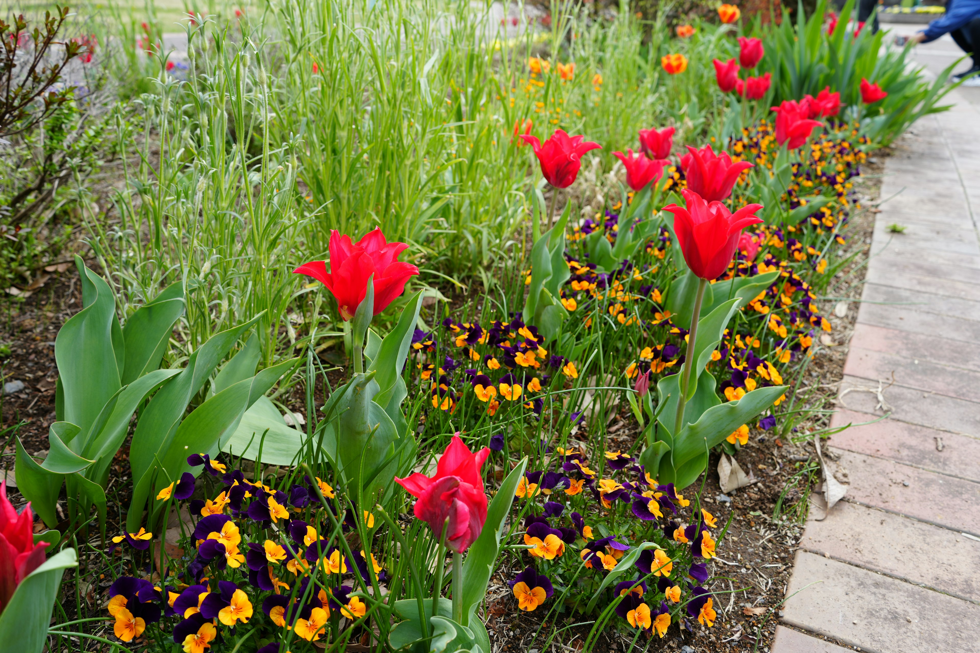 Una scena di giardino con tulipani rossi vivaci e viole del pensiero gialle