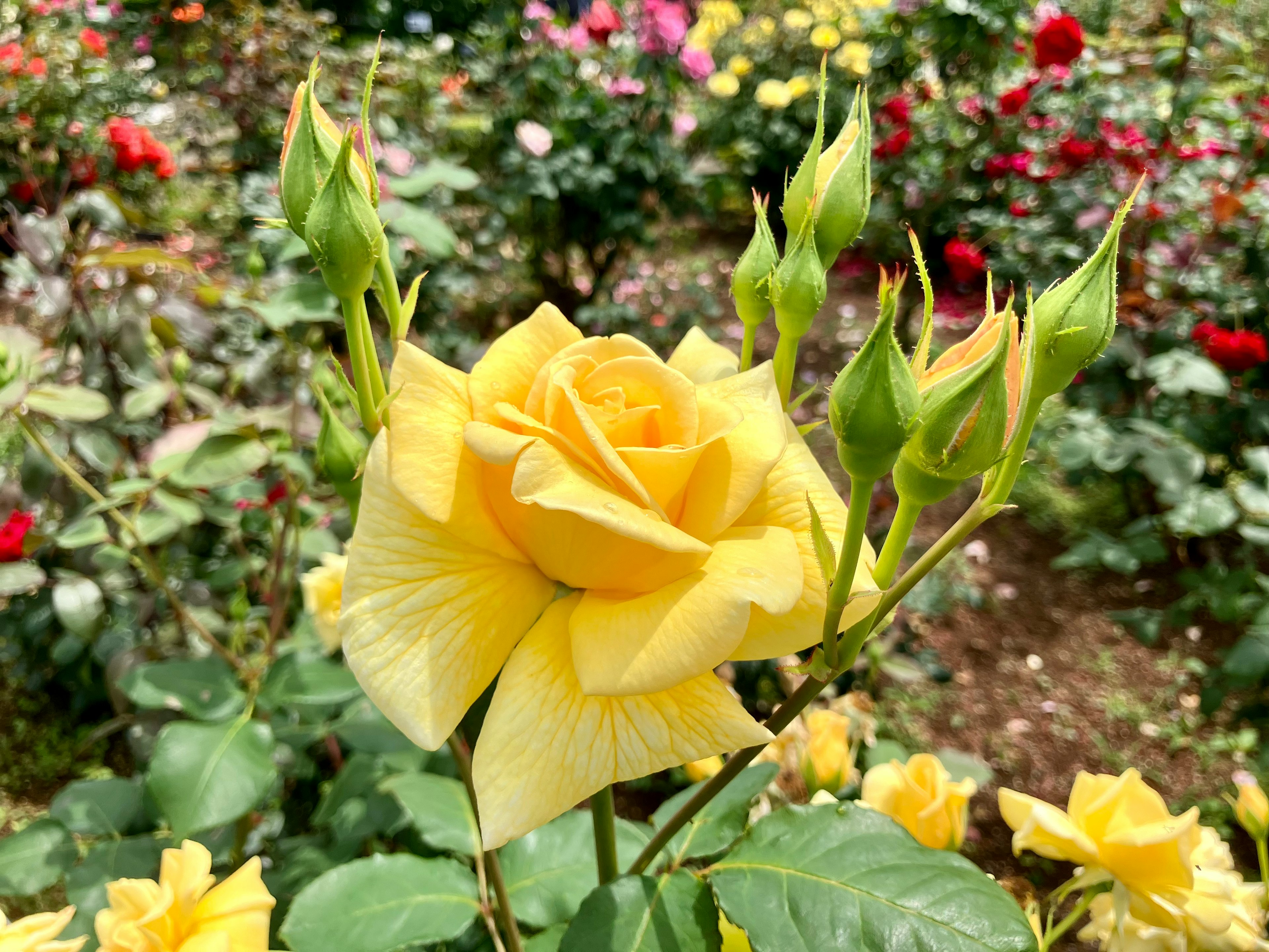 Bellissimo giardino con una rosa gialla e boccioli