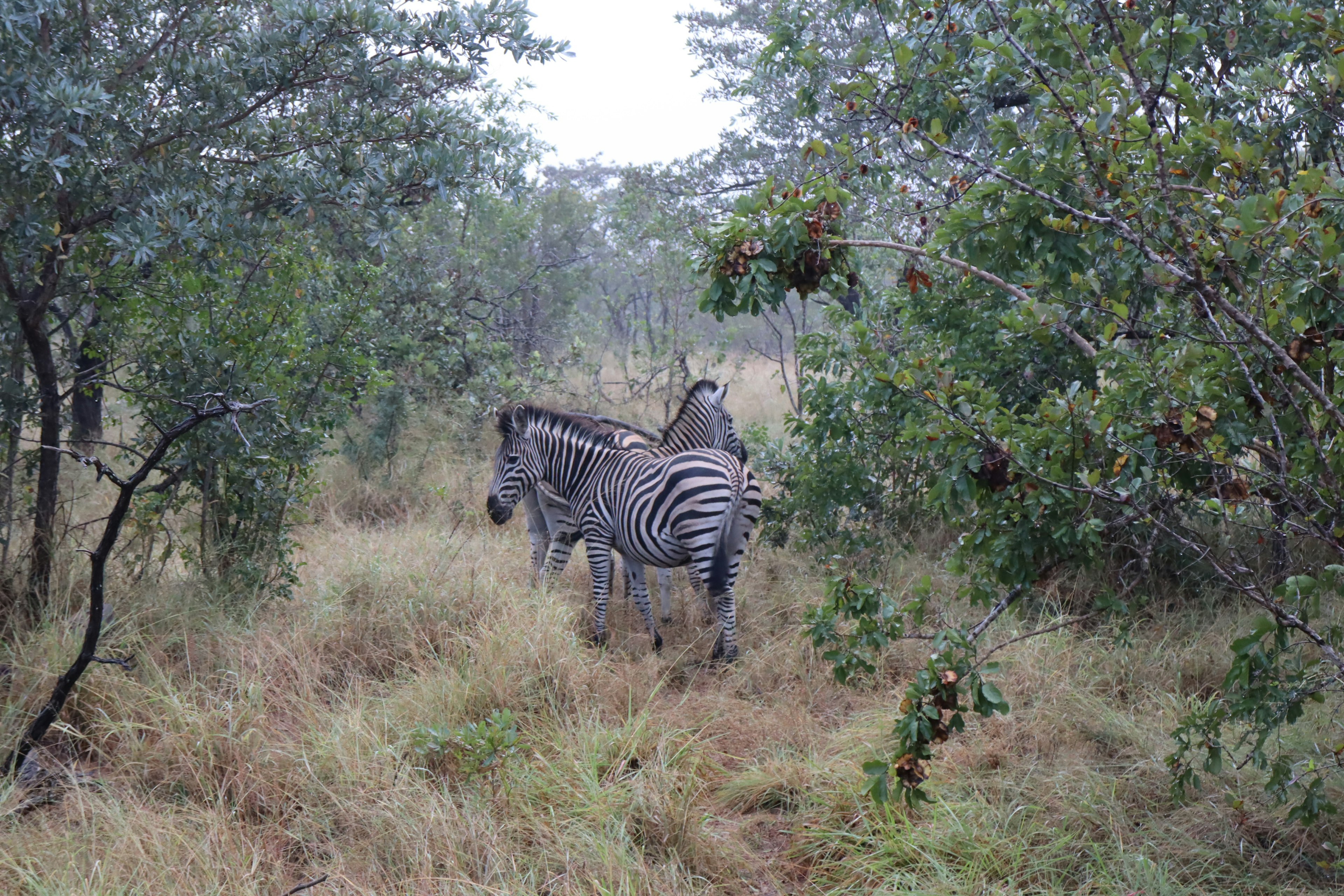 A group of zebras grazing in a grassy area surrounded by trees