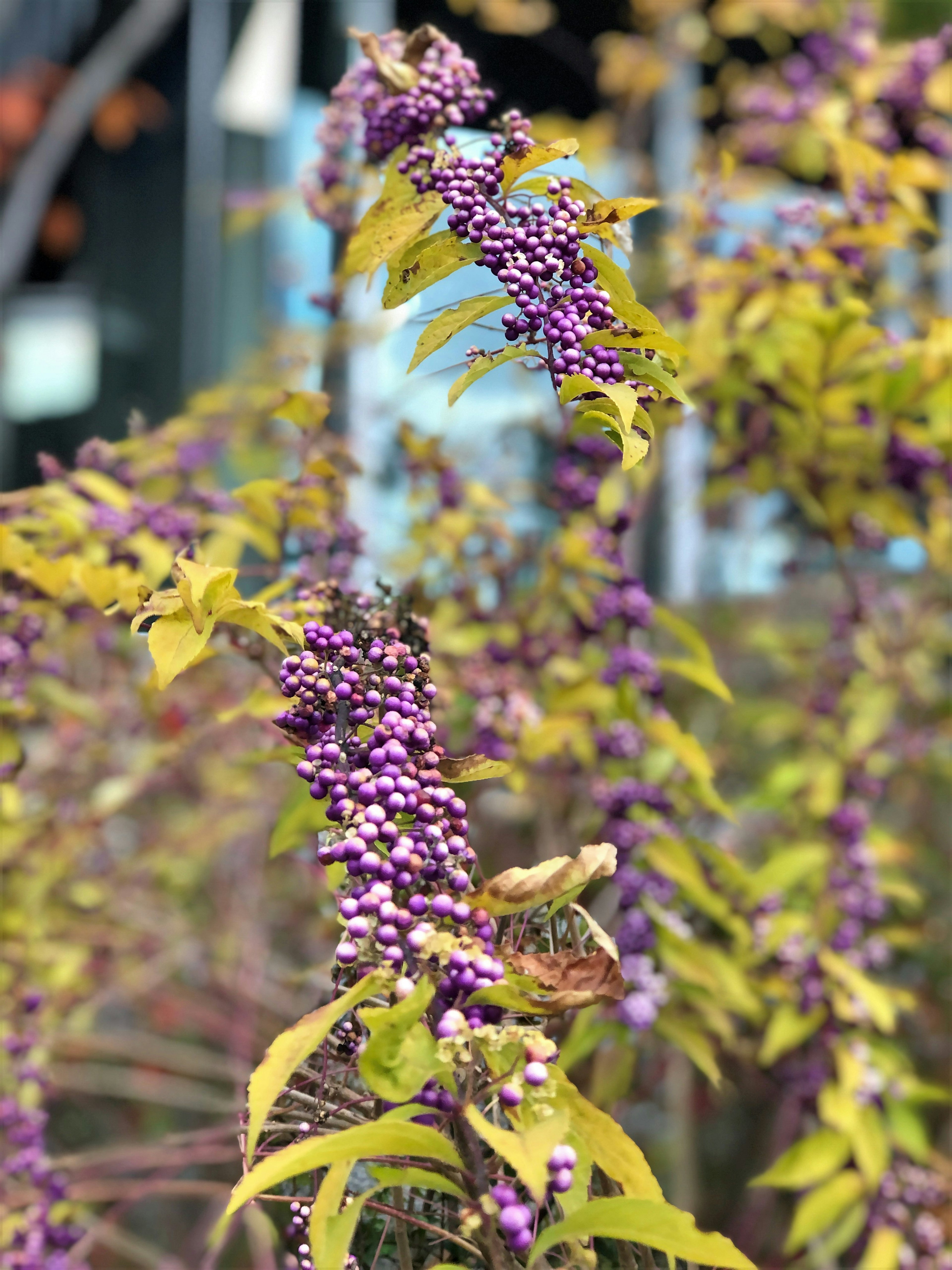 Primo piano di una pianta con fiori viola vivaci foglie verdi e uno sfondo sfocato