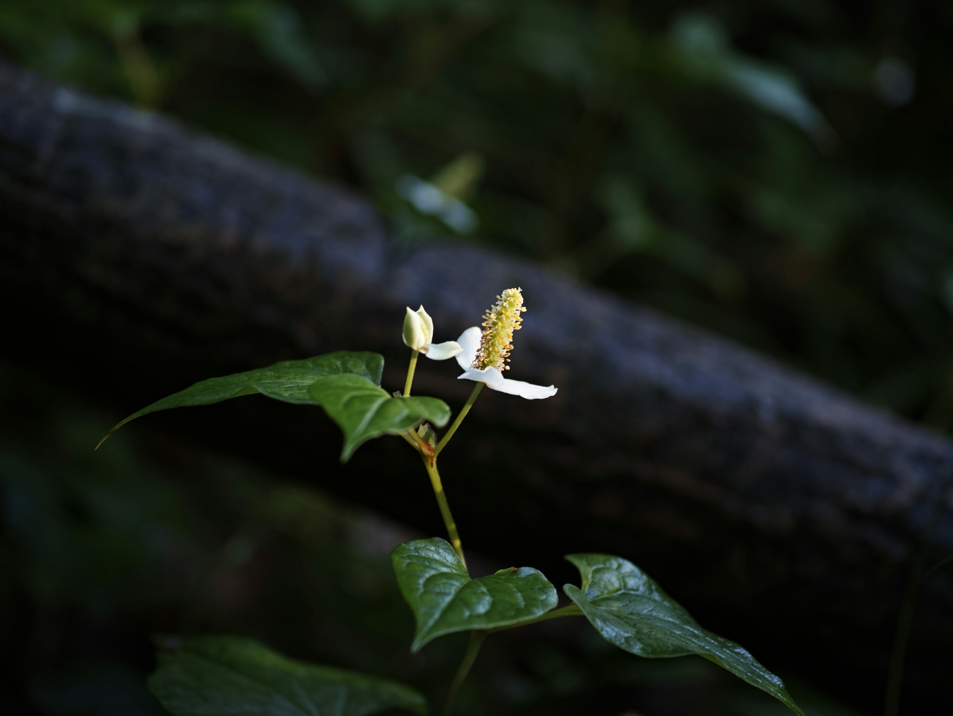 暗い背景に白い花と緑の葉がある植物のクローズアップ