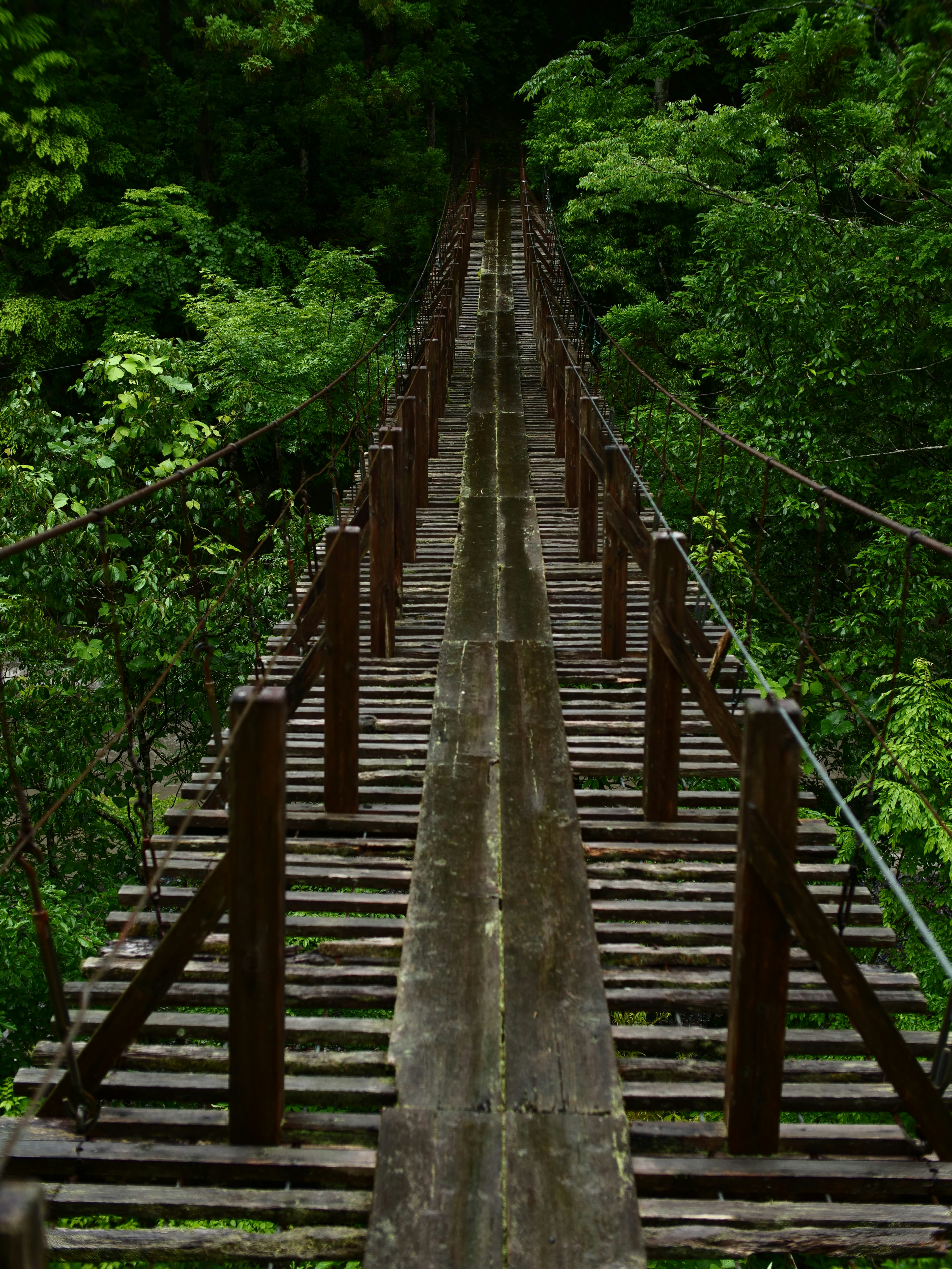 Vista da un ponte sospeso circondato da una vegetazione lussureggiante