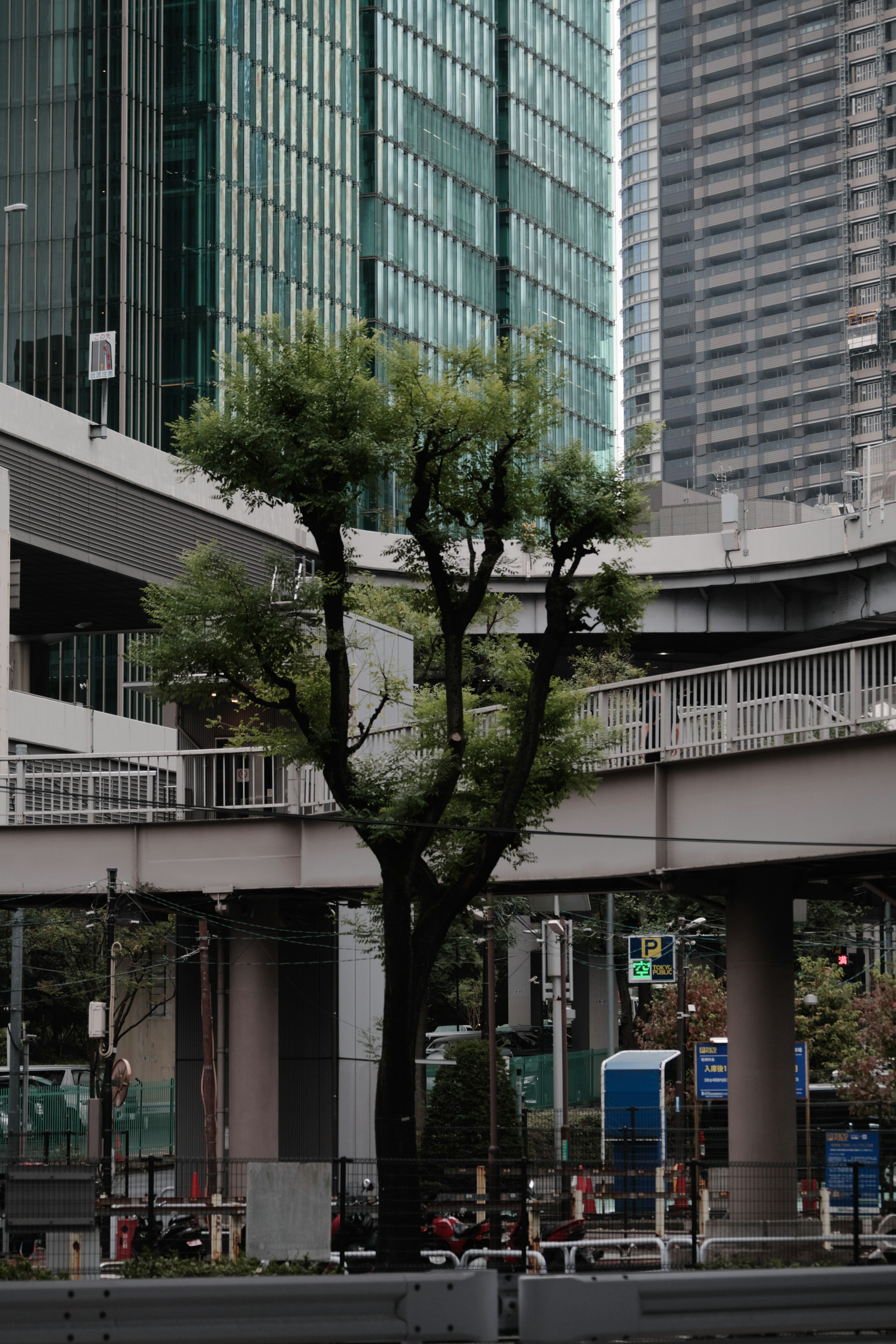 A green tree stands between high-rise buildings with a winding road