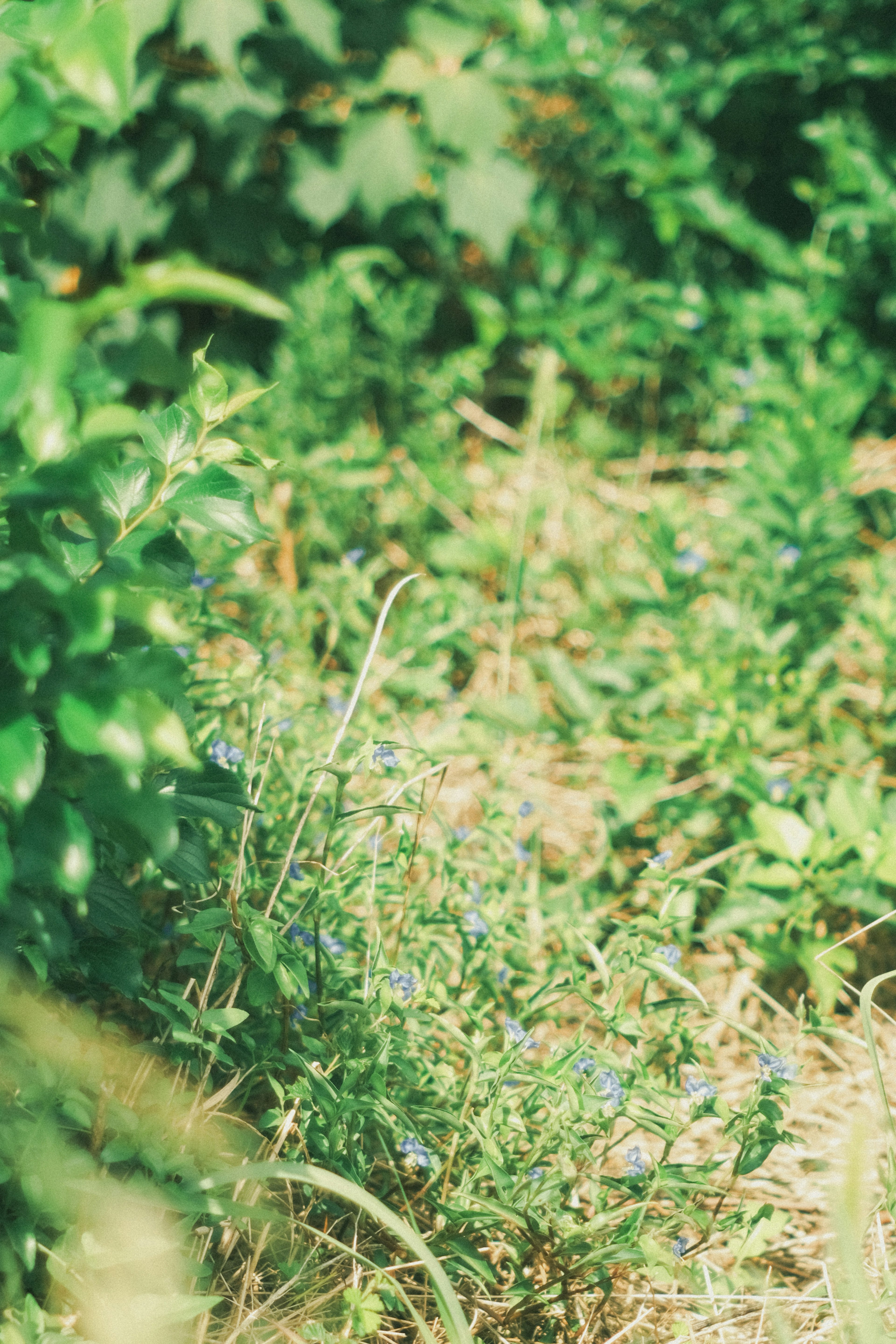 Üppiges grünes Gras mit sichtbaren kleinen blauen Blumen