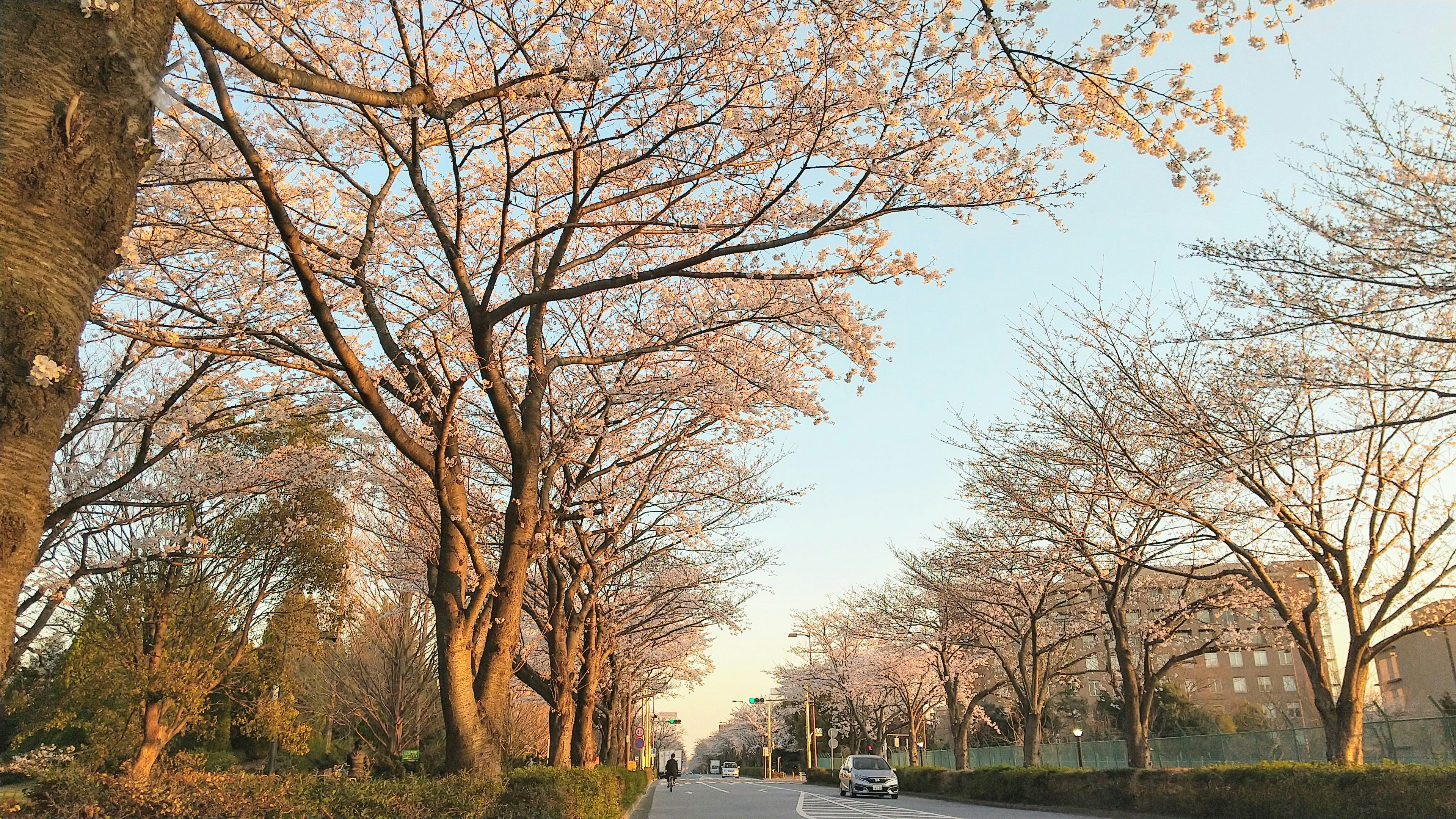 Scenic view of cherry blossom trees lining a road