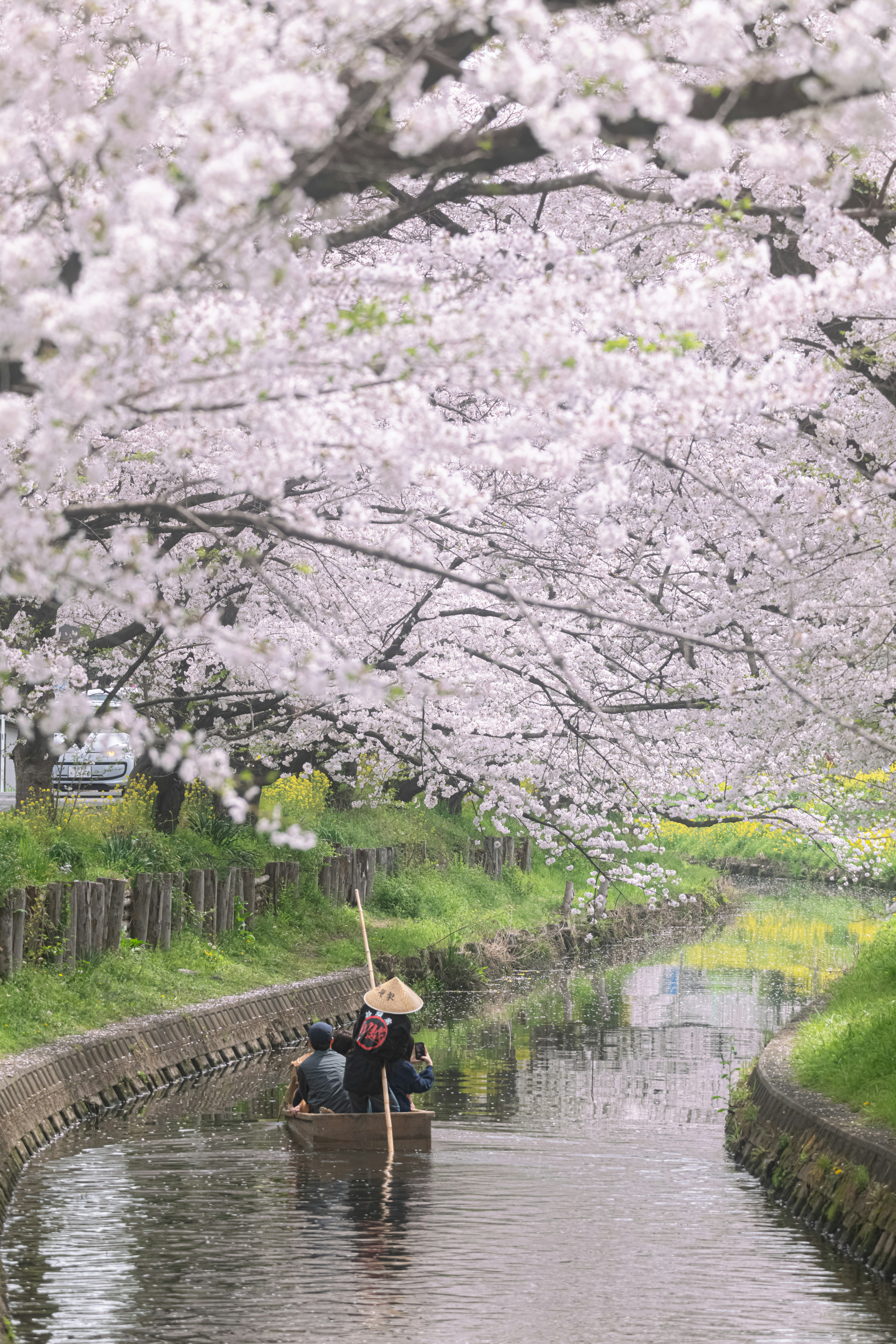 Dua orang di perahu di aliran yang dikelilingi pohon sakura