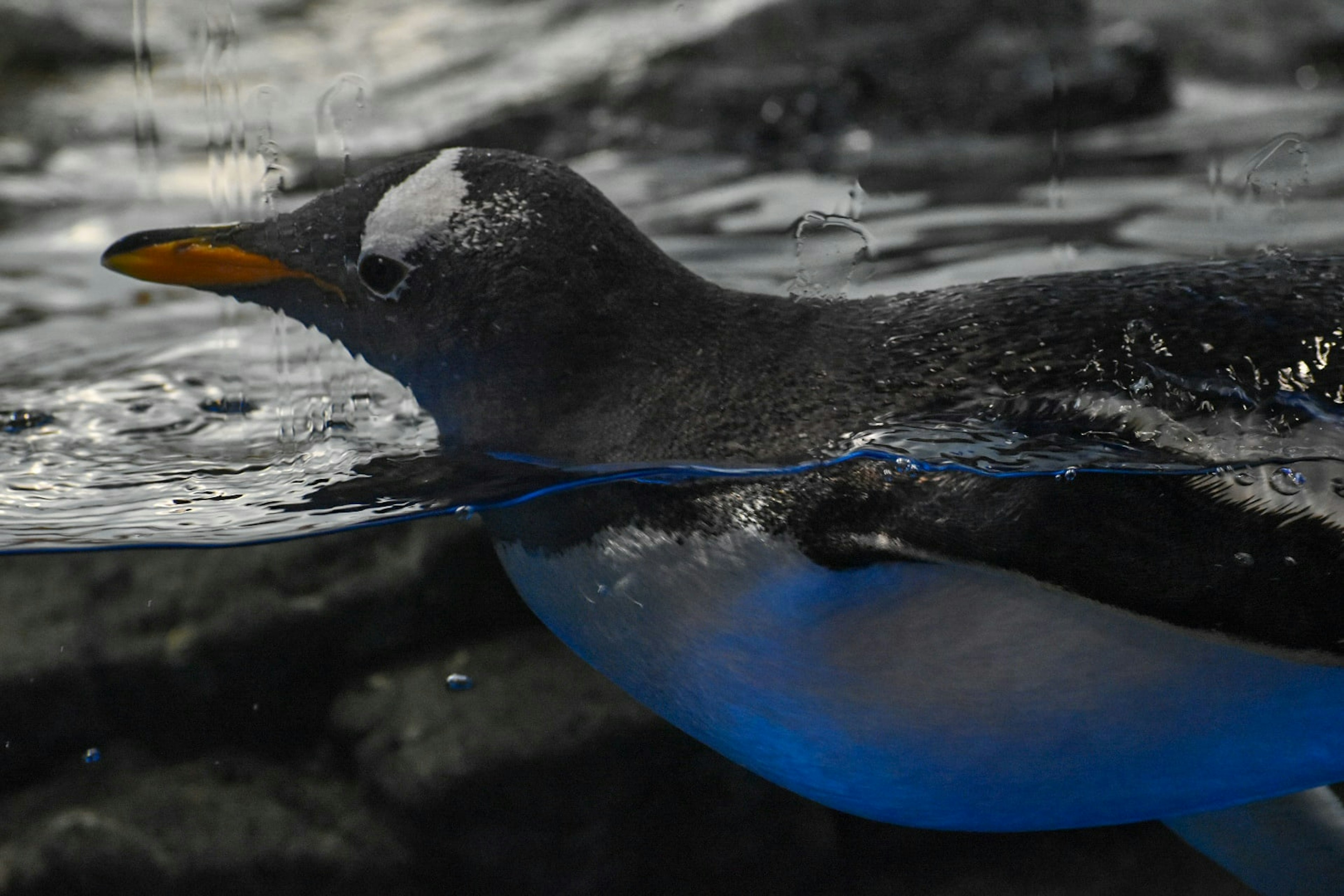 Seitenansicht eines Pinguins, der unter Wasser schwimmt