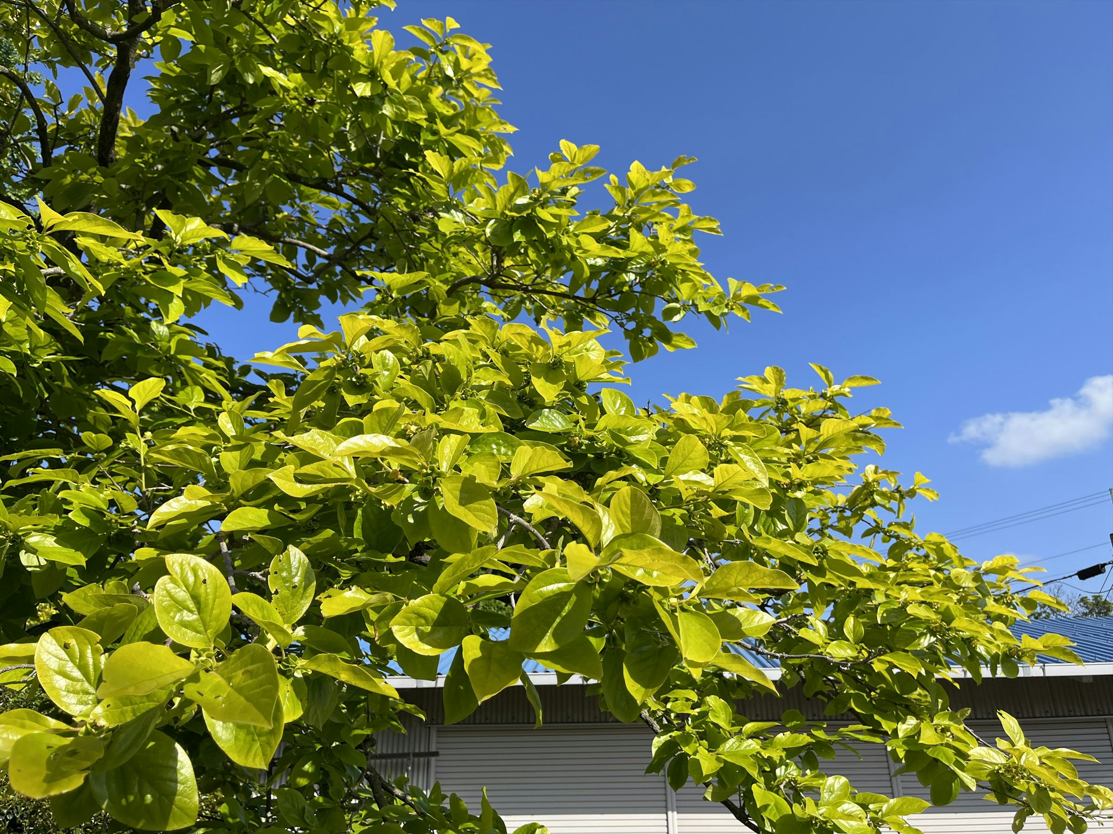 Hojas verdes brillantes en una rama de árbol bajo un cielo azul claro