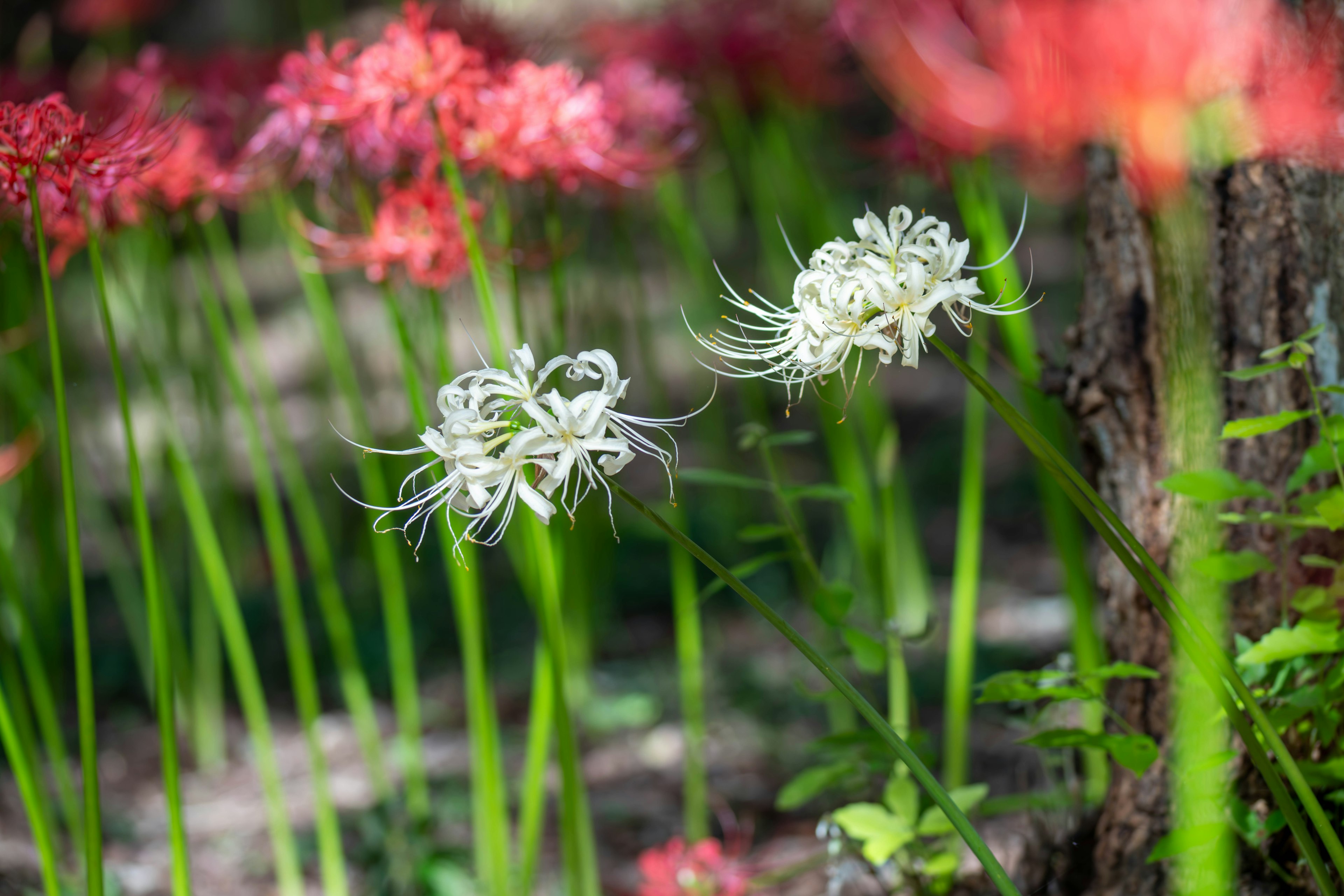 Paysage magnifique avec des lys araignées blancs et rouges