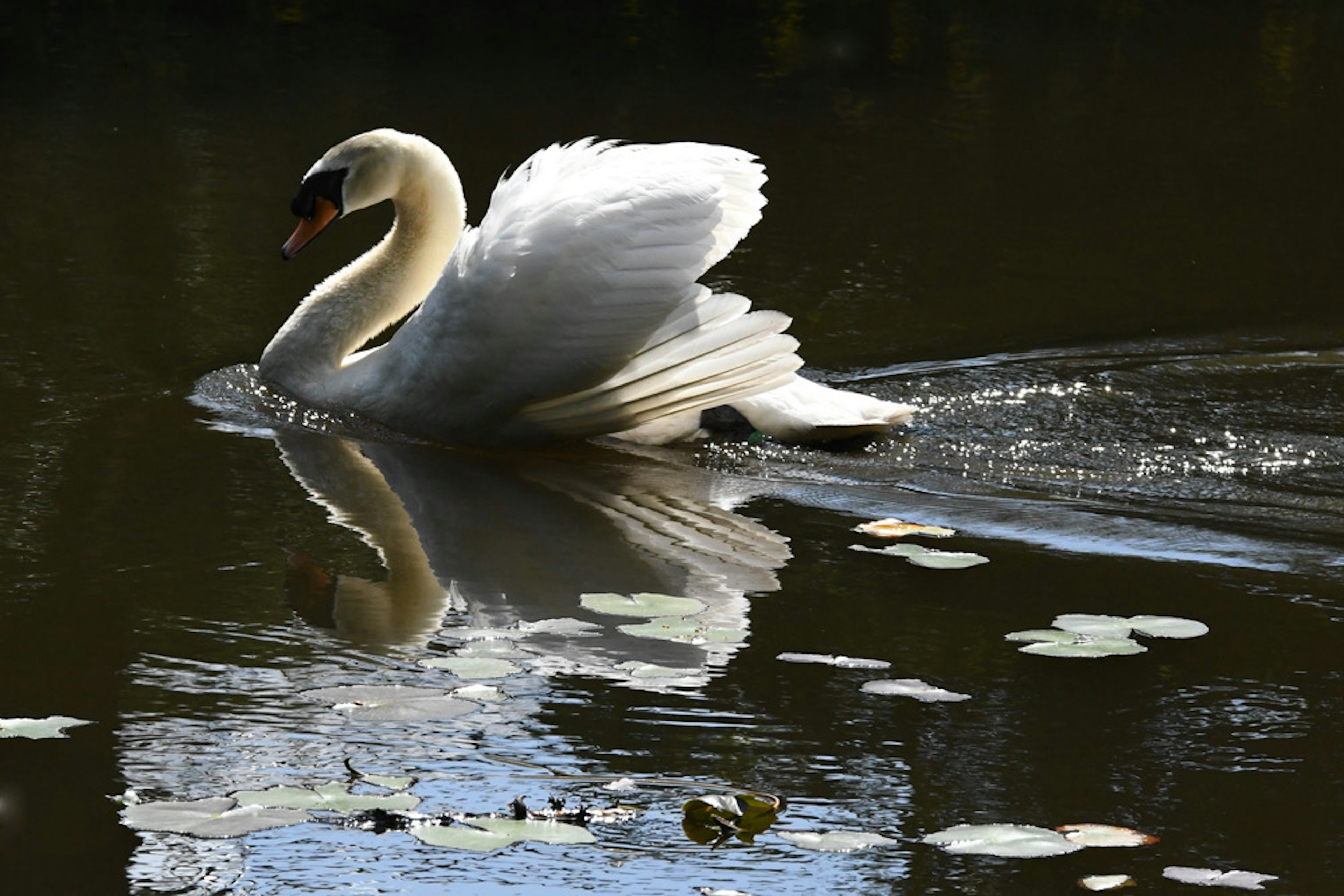 Un bellissimo cigno che scivola sulla superficie dell'acqua con il suo riflesso