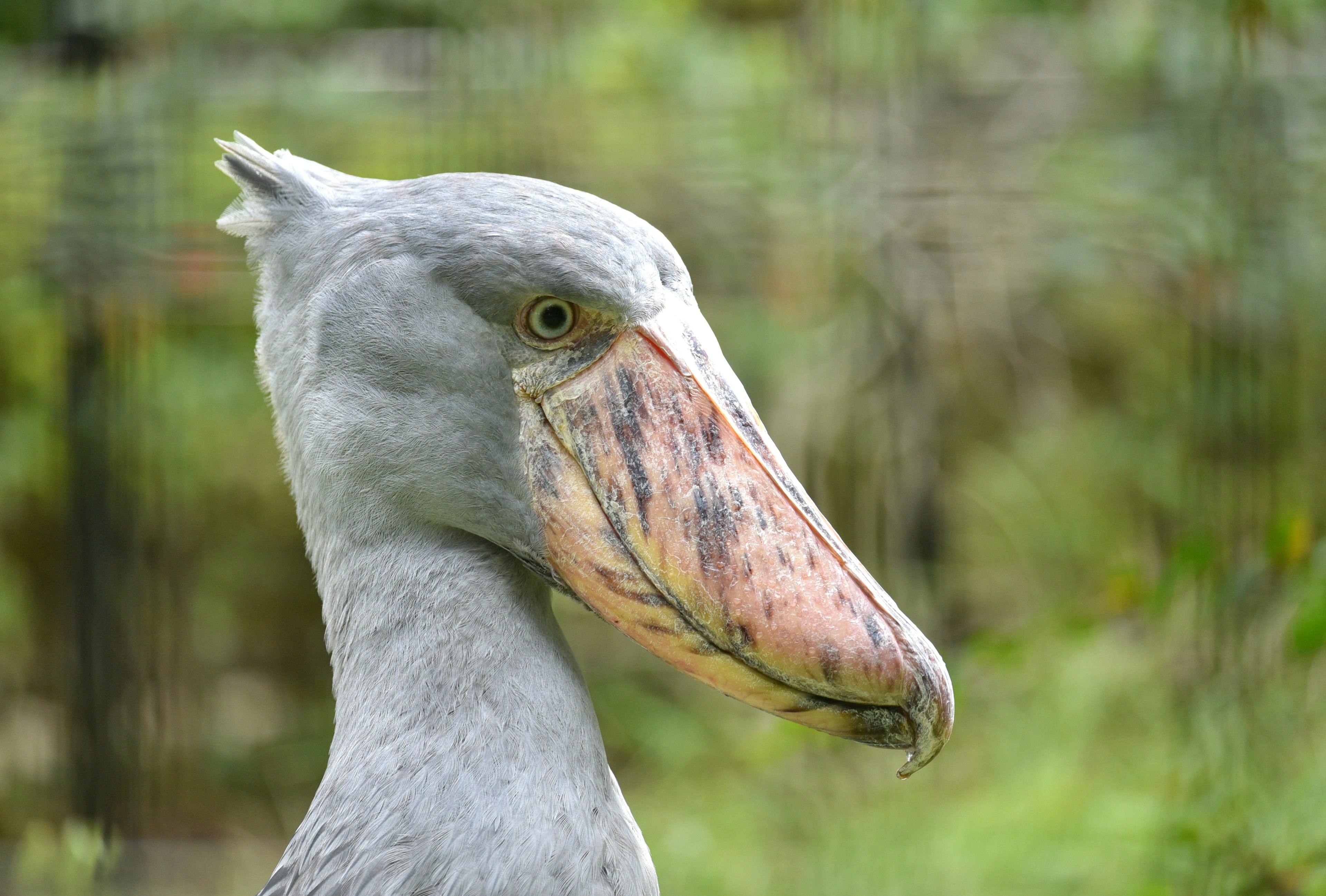 Close-up of a gray bird's face with a large distinctive beak