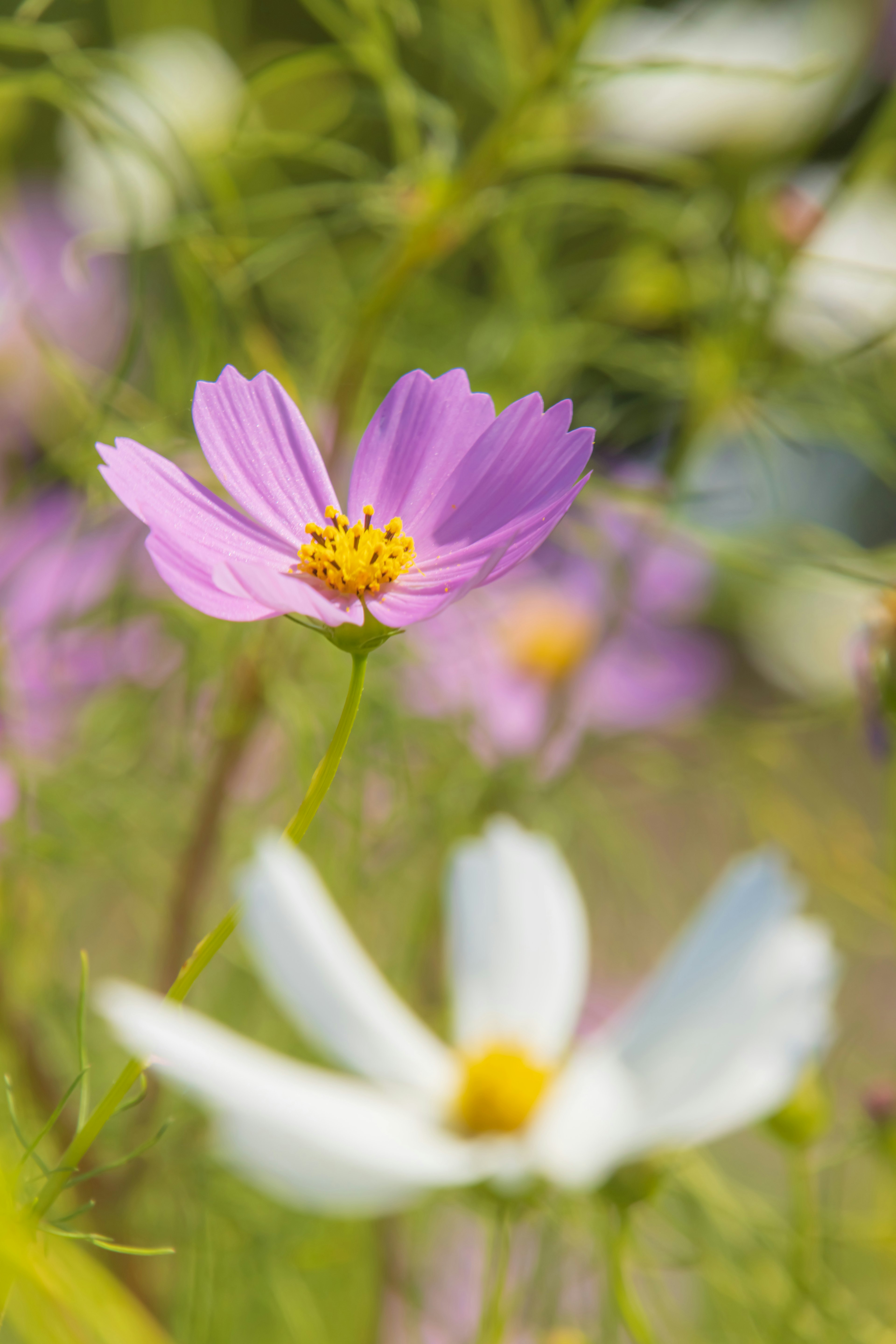 Pemandangan taman dengan bunga cosmos merah muda dan putih yang mekar