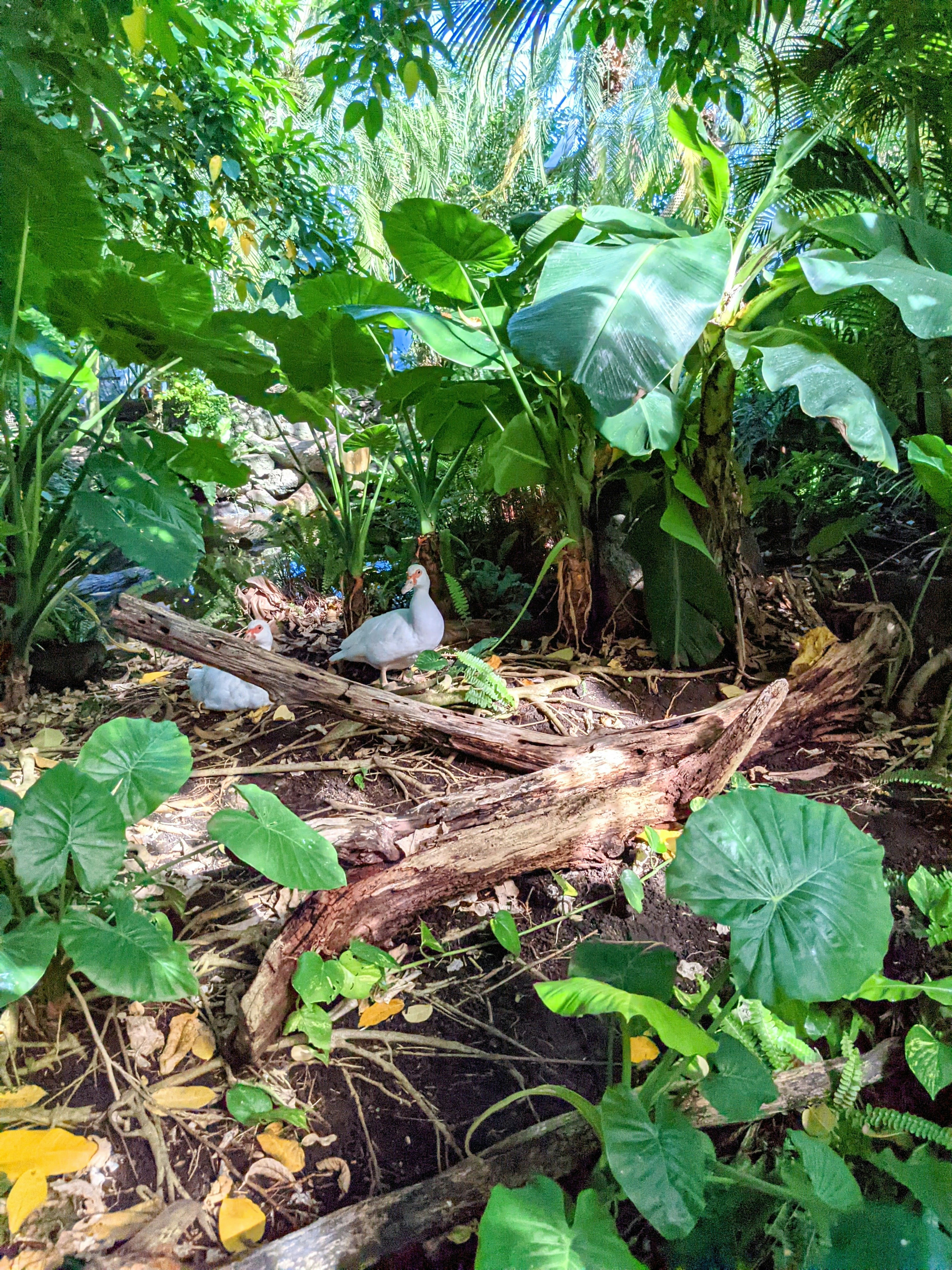 A lush tropical landscape featuring large green plants and a few small birds among fallen branches