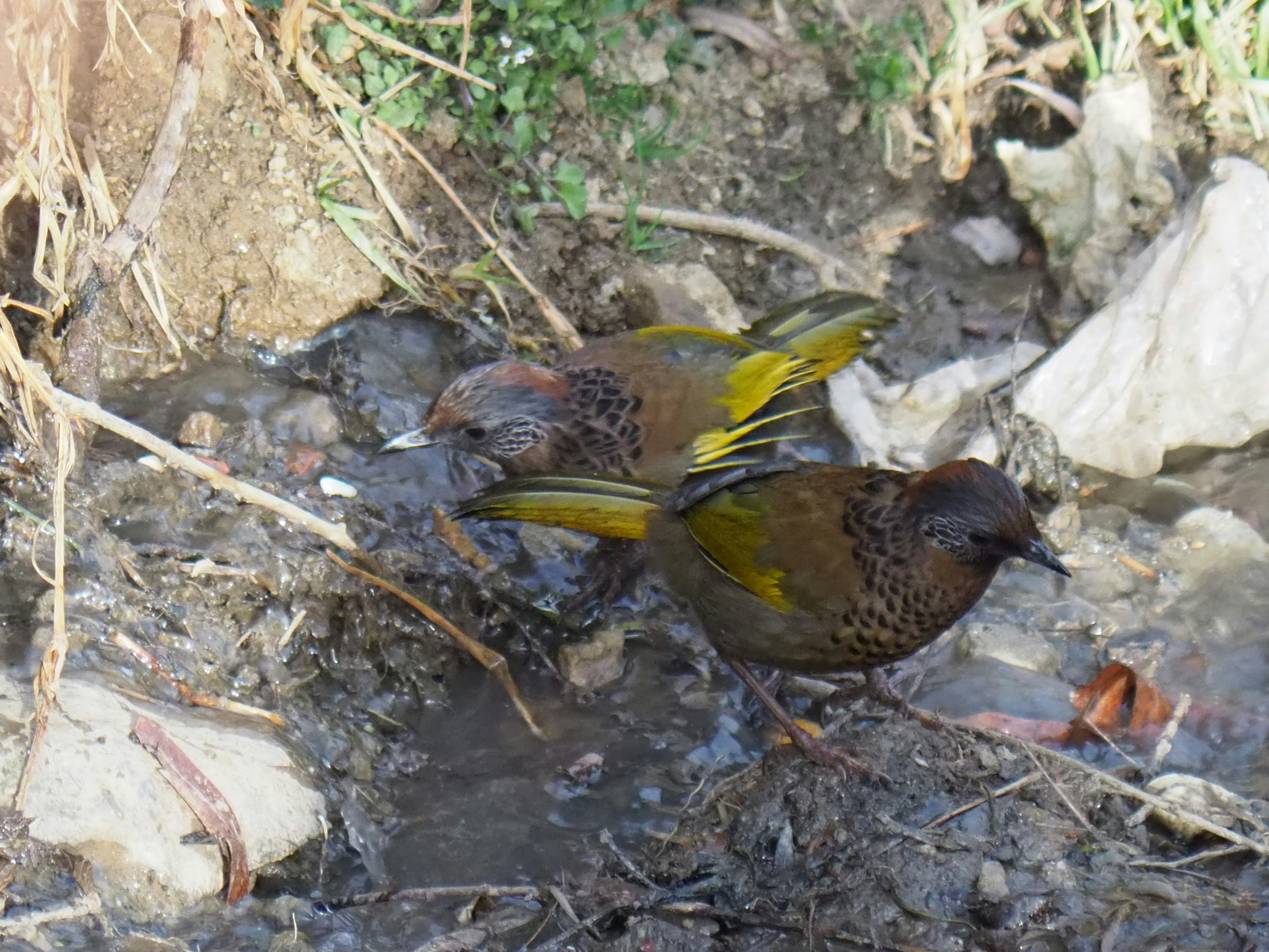 Dos aves revoloteando cerca de una fuente de agua