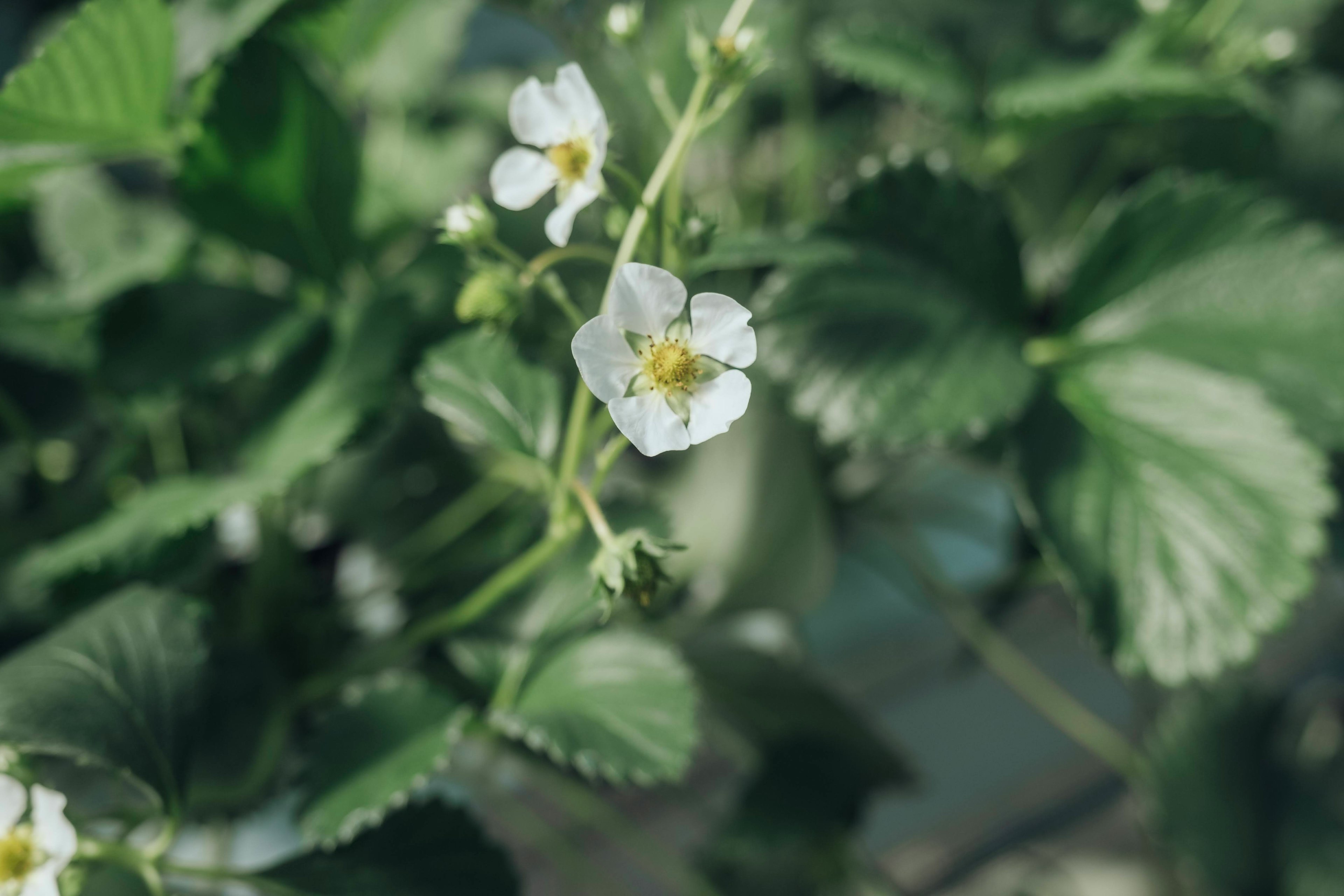 白いイチゴの花が緑の葉に囲まれている