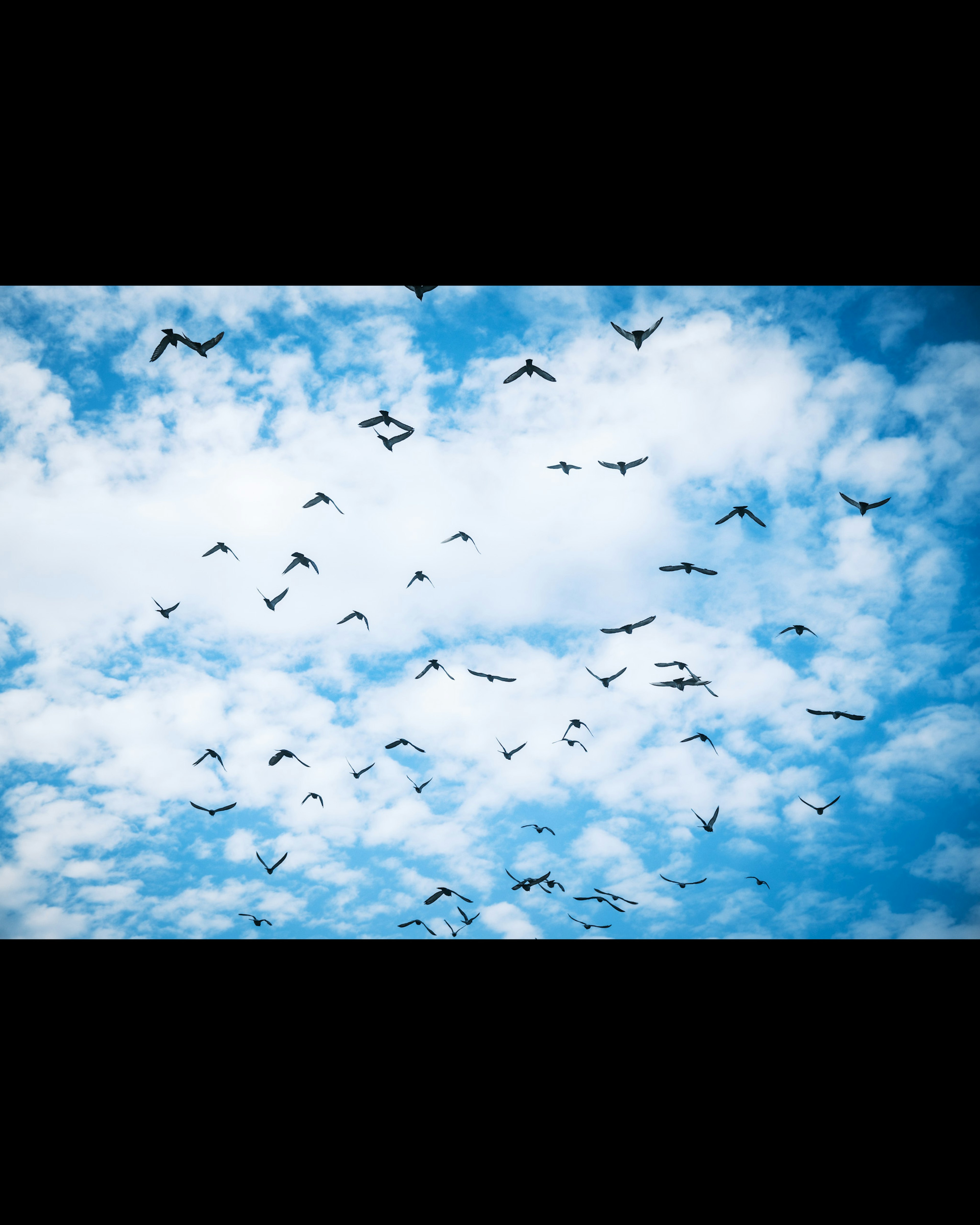 Numerosos pájaros volando en un cielo azul