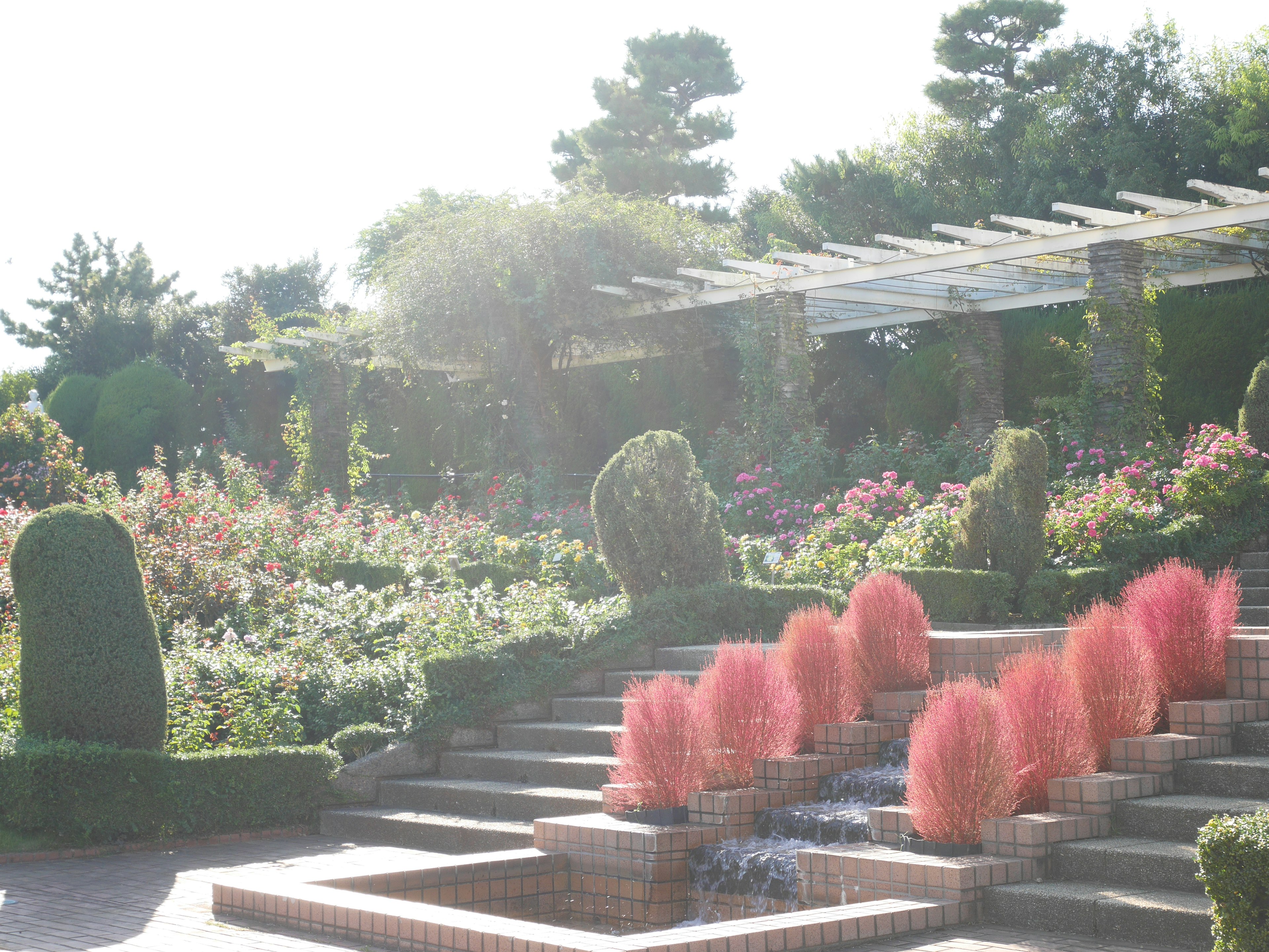 美しい庭園の風景色 植物と花々が色とりどりに咲いている