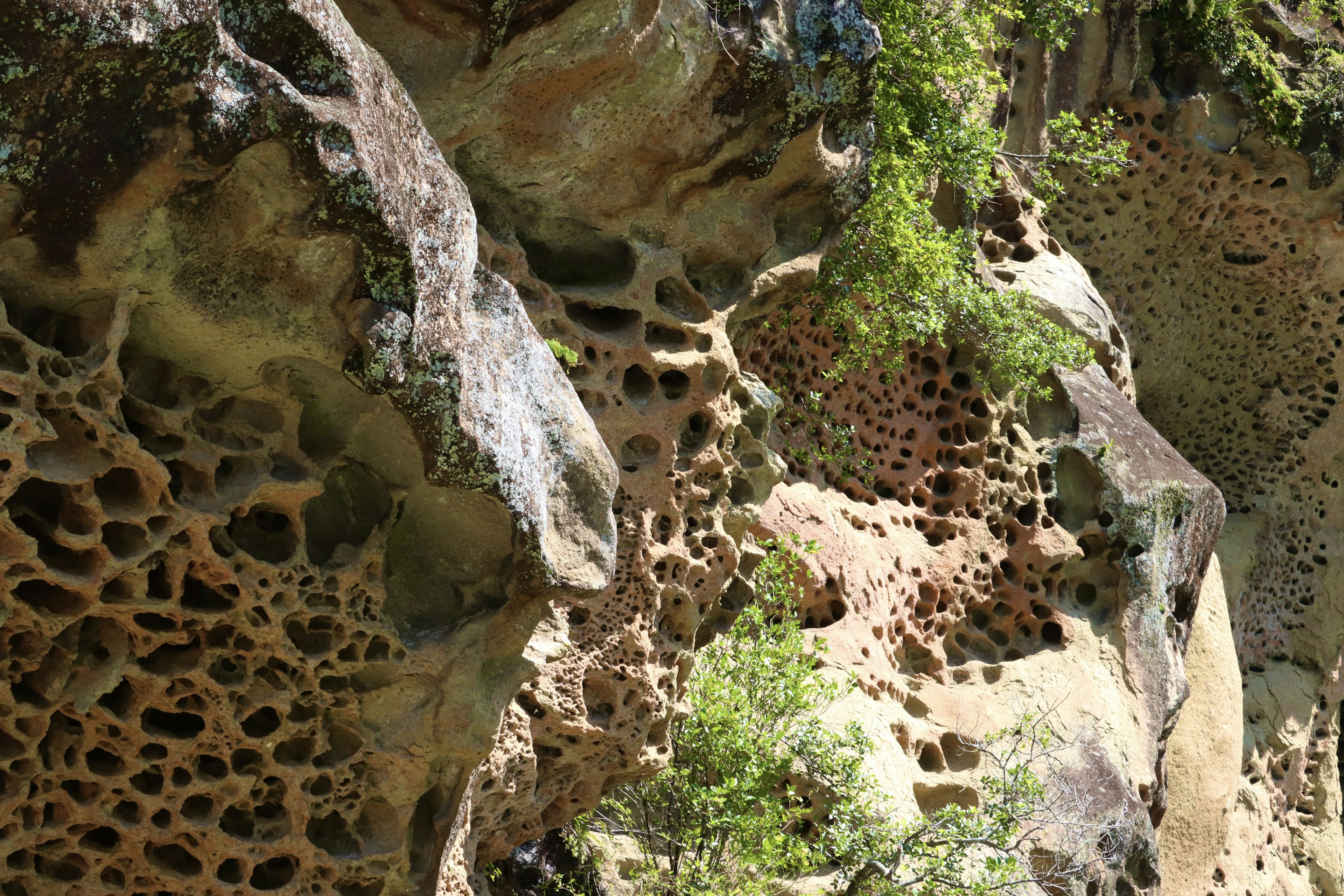 Superficie rocciosa intricata simile a un favo con vegetazione verde