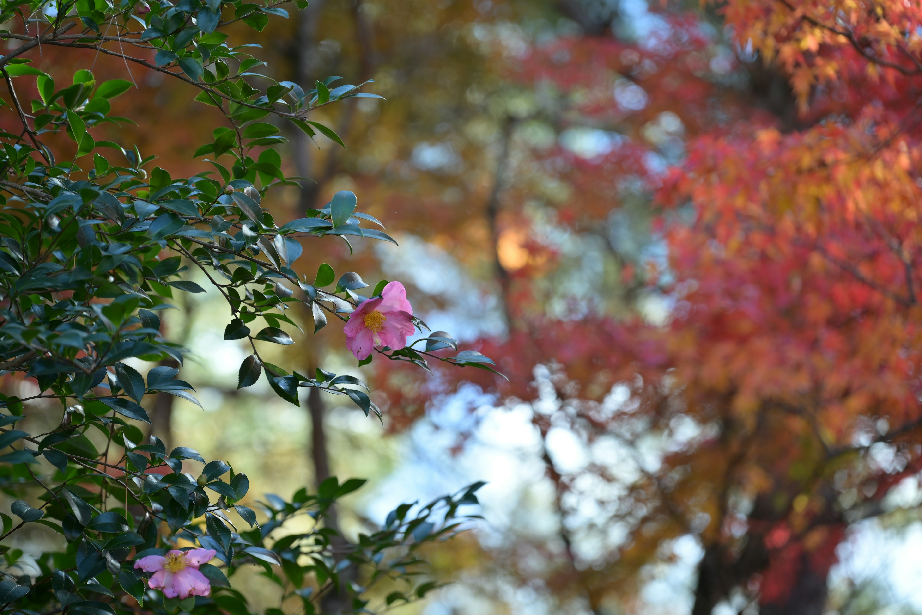 秋の色合いの中に咲く花と葉の緑