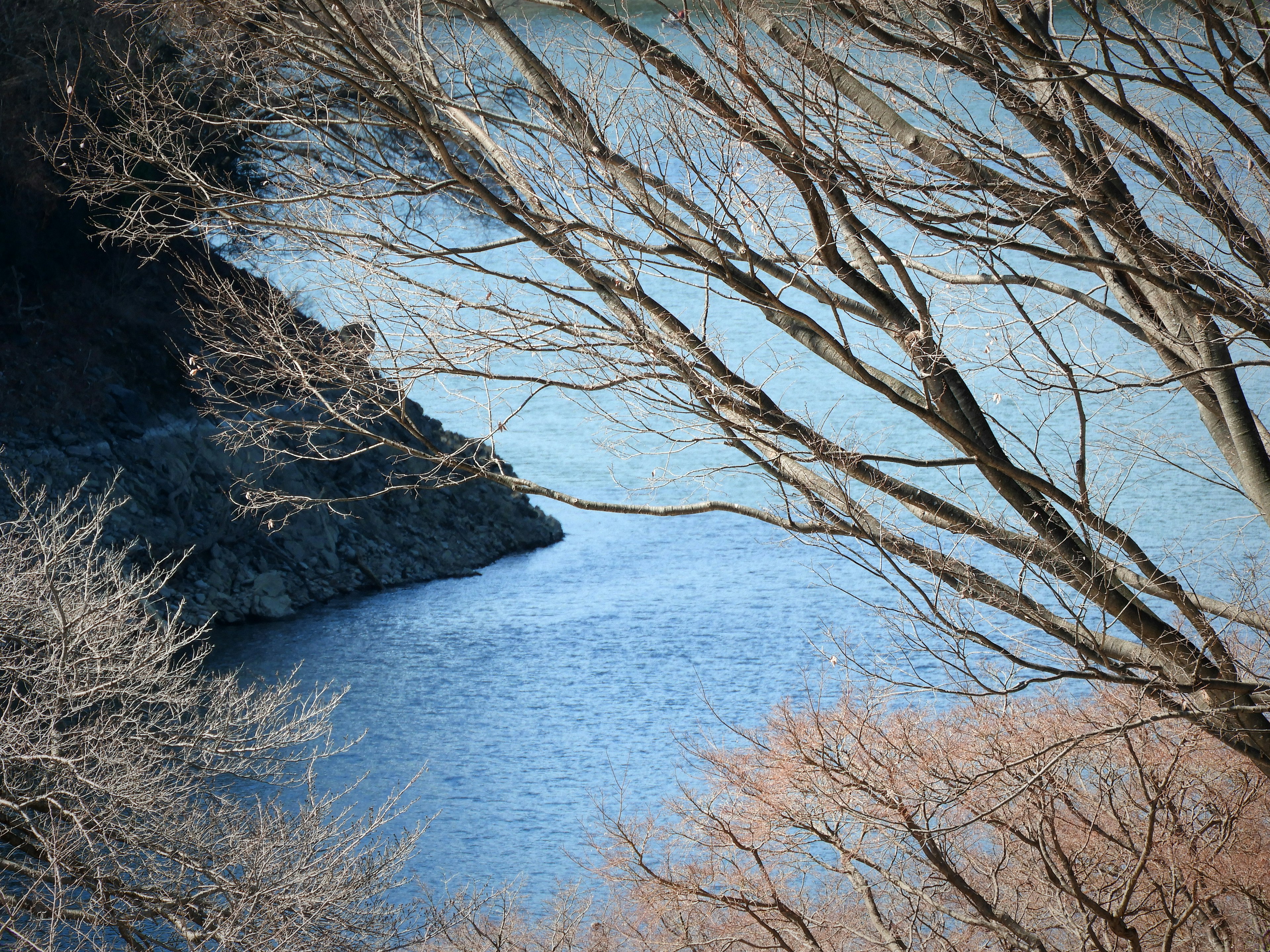 景觀特寫，藍色水面和冬季樹枝