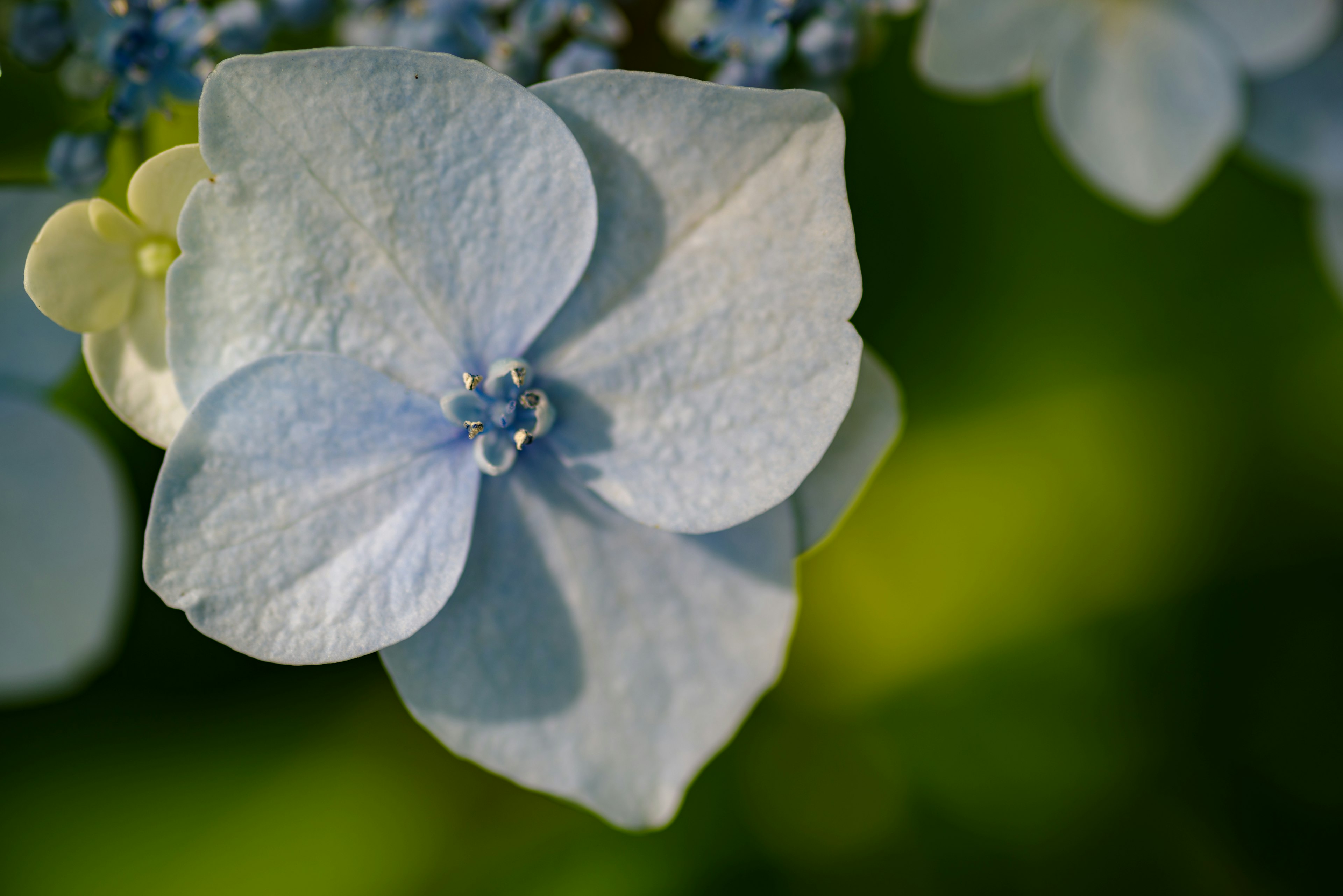 Close-up bunga hydrangea dengan kelopak biru lembut