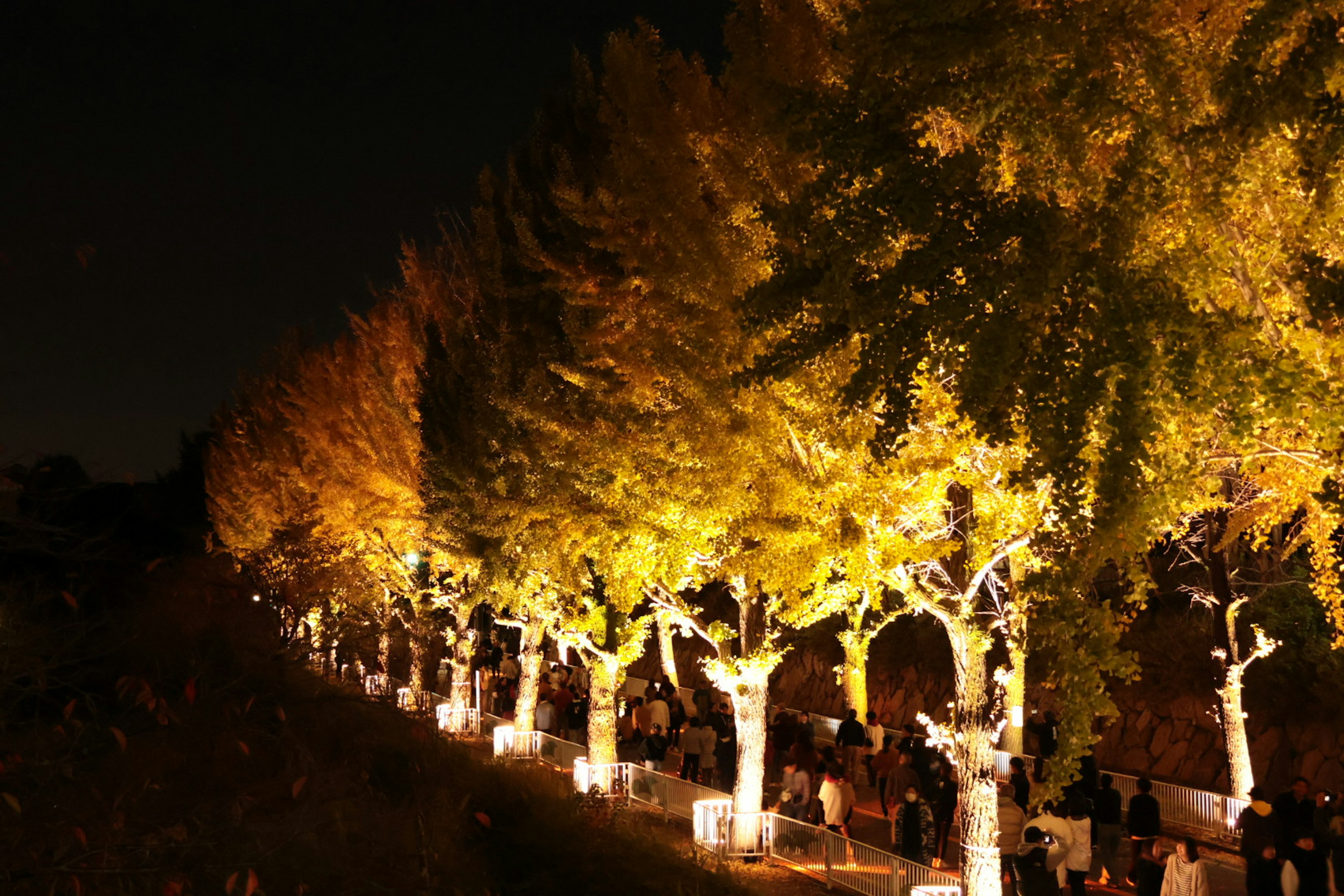 Beleuchtete Straßenbäume mit goldenen Blättern bei Nacht