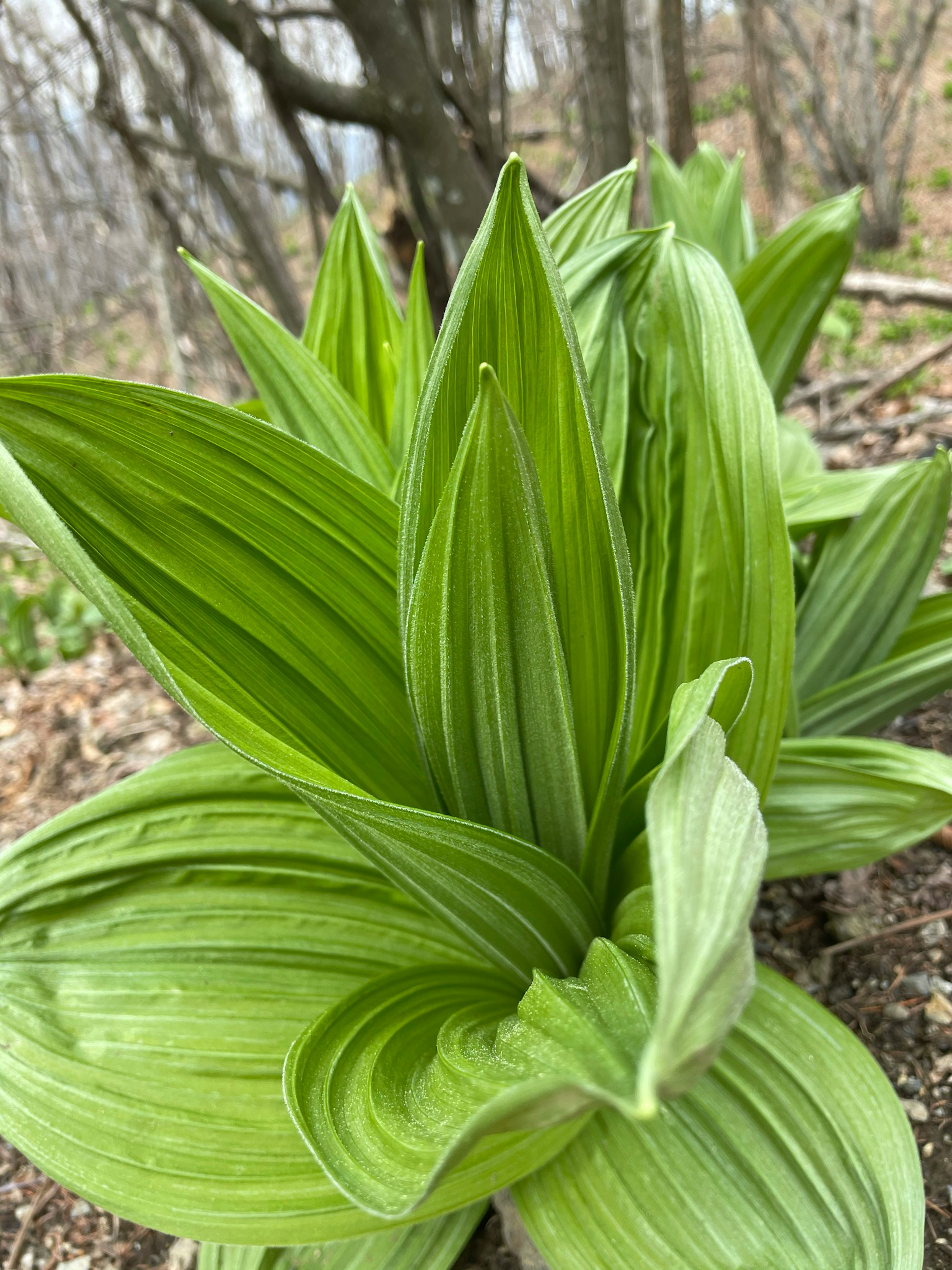 Close-up image of a green leafy plant