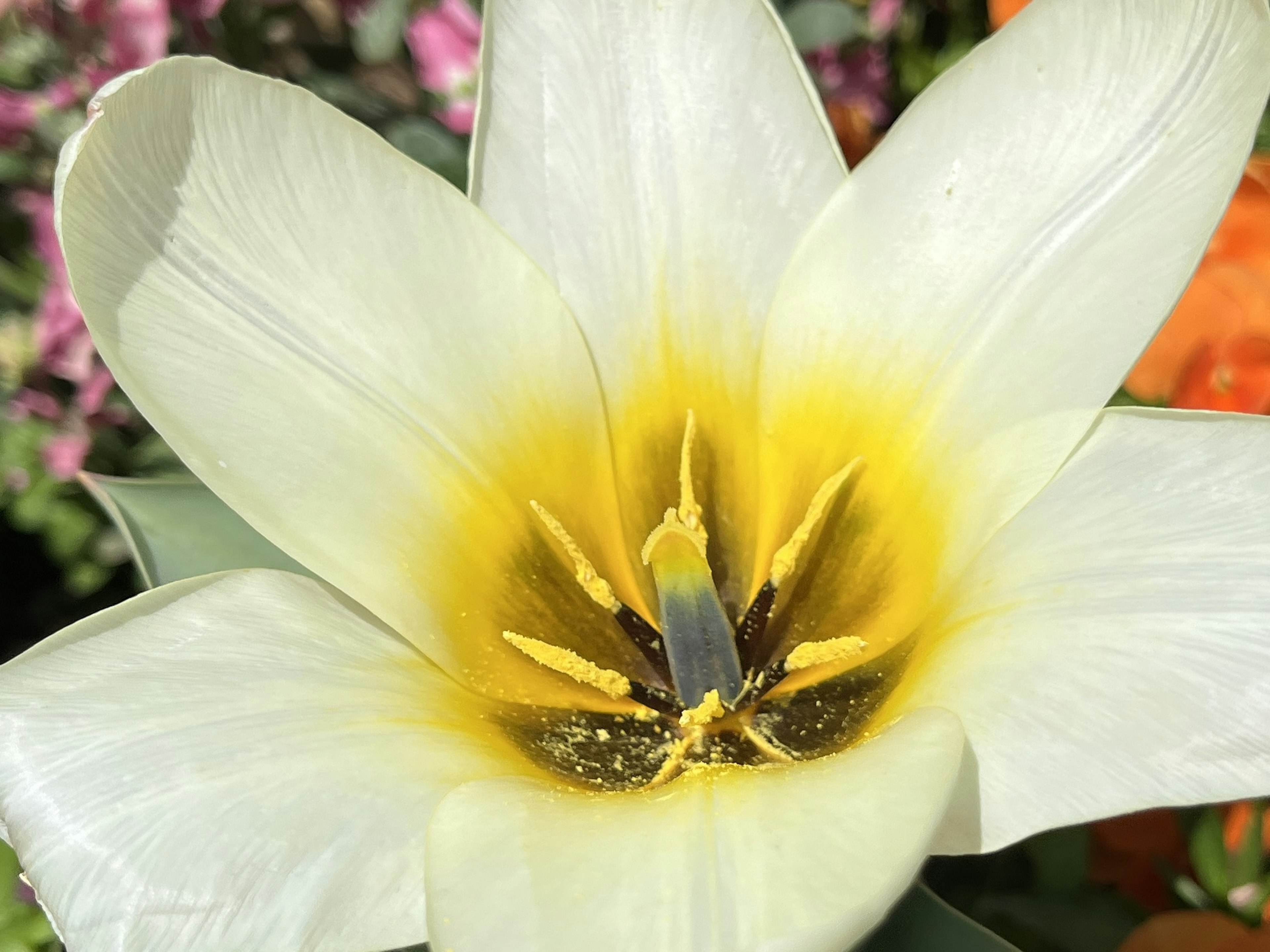 Close-up of a white tulip flower with a yellow center