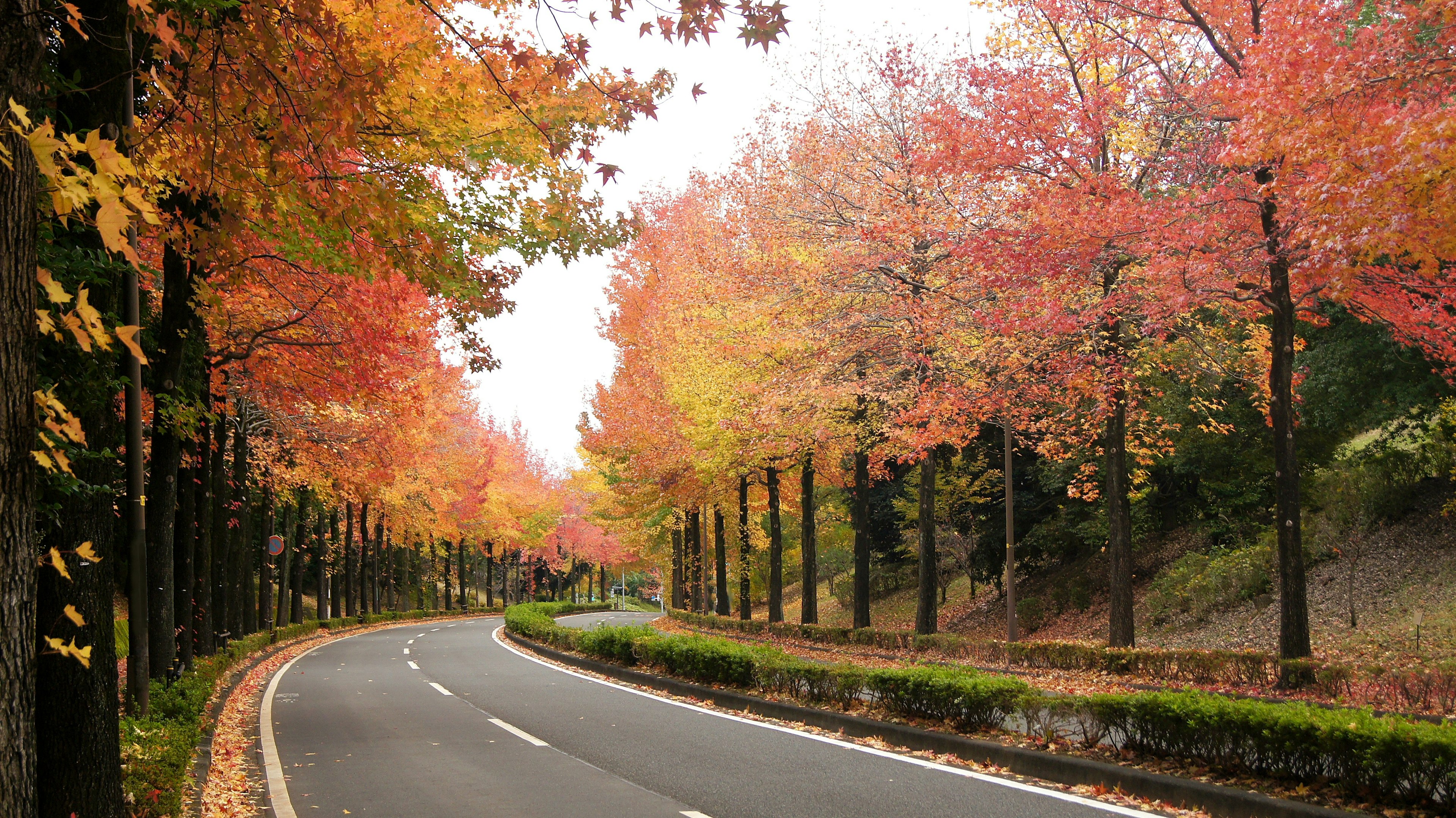 秋の紅葉に囲まれた曲がりくねった道路