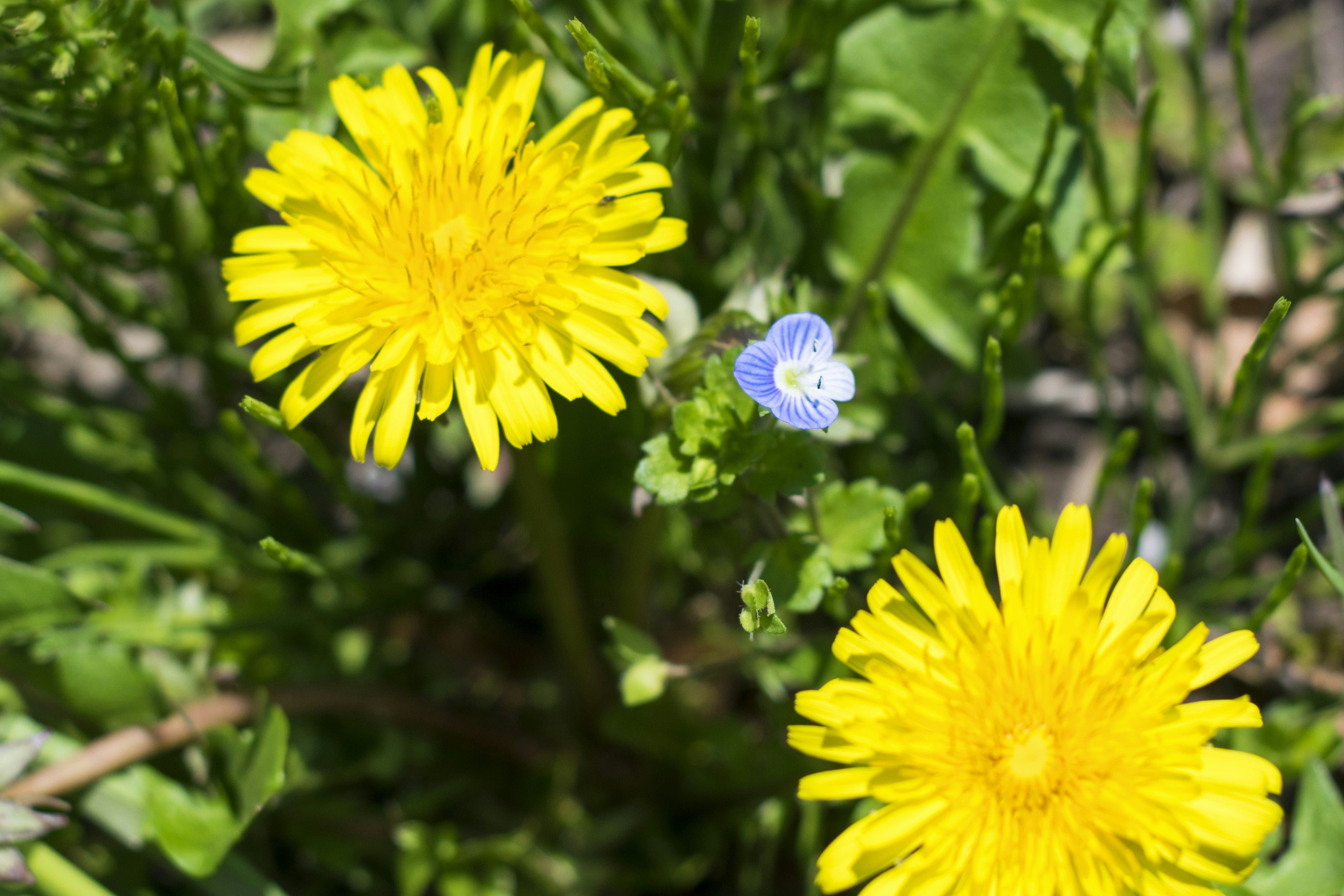 Two yellow dandelions surrounded by green leaves with a small blue flower nearby