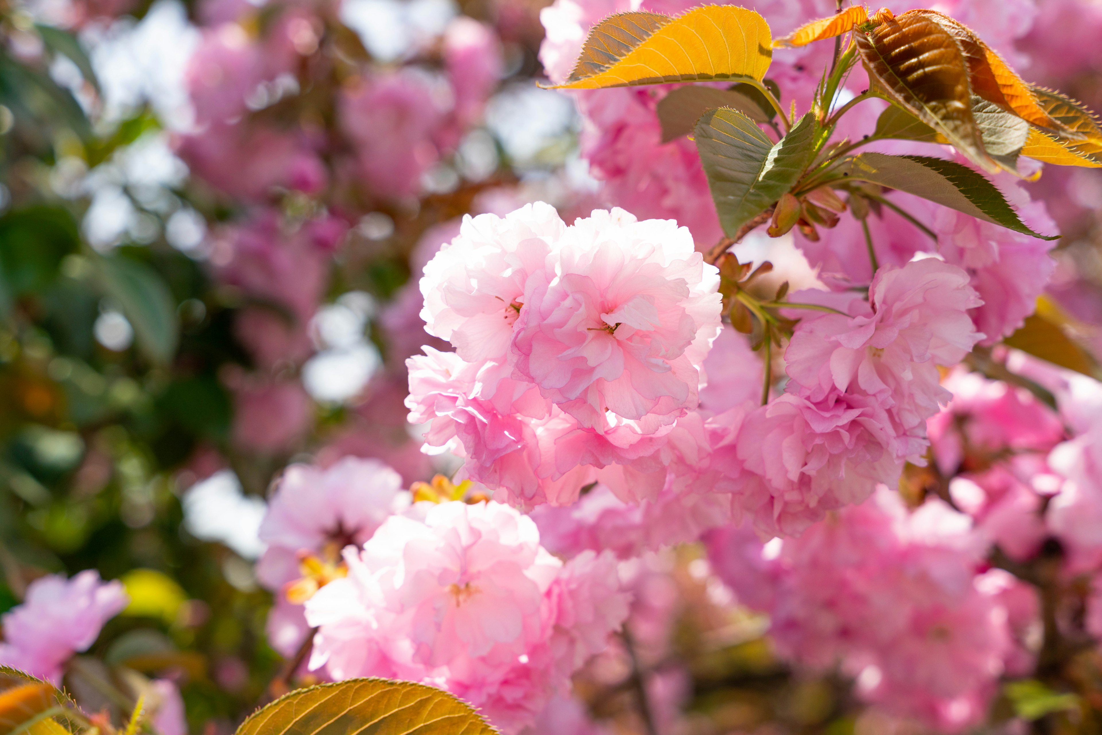 Cherry blossoms in bloom vibrant pink petals contrast with green leaves