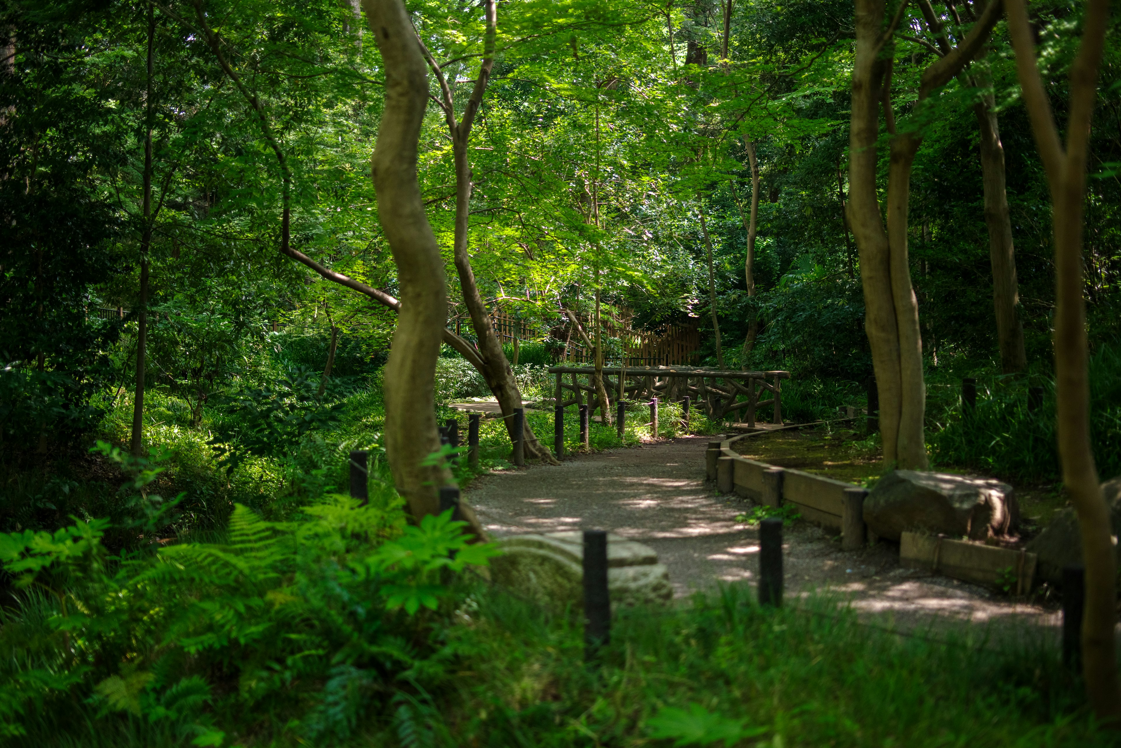 A serene pathway surrounded by lush greenery and trees