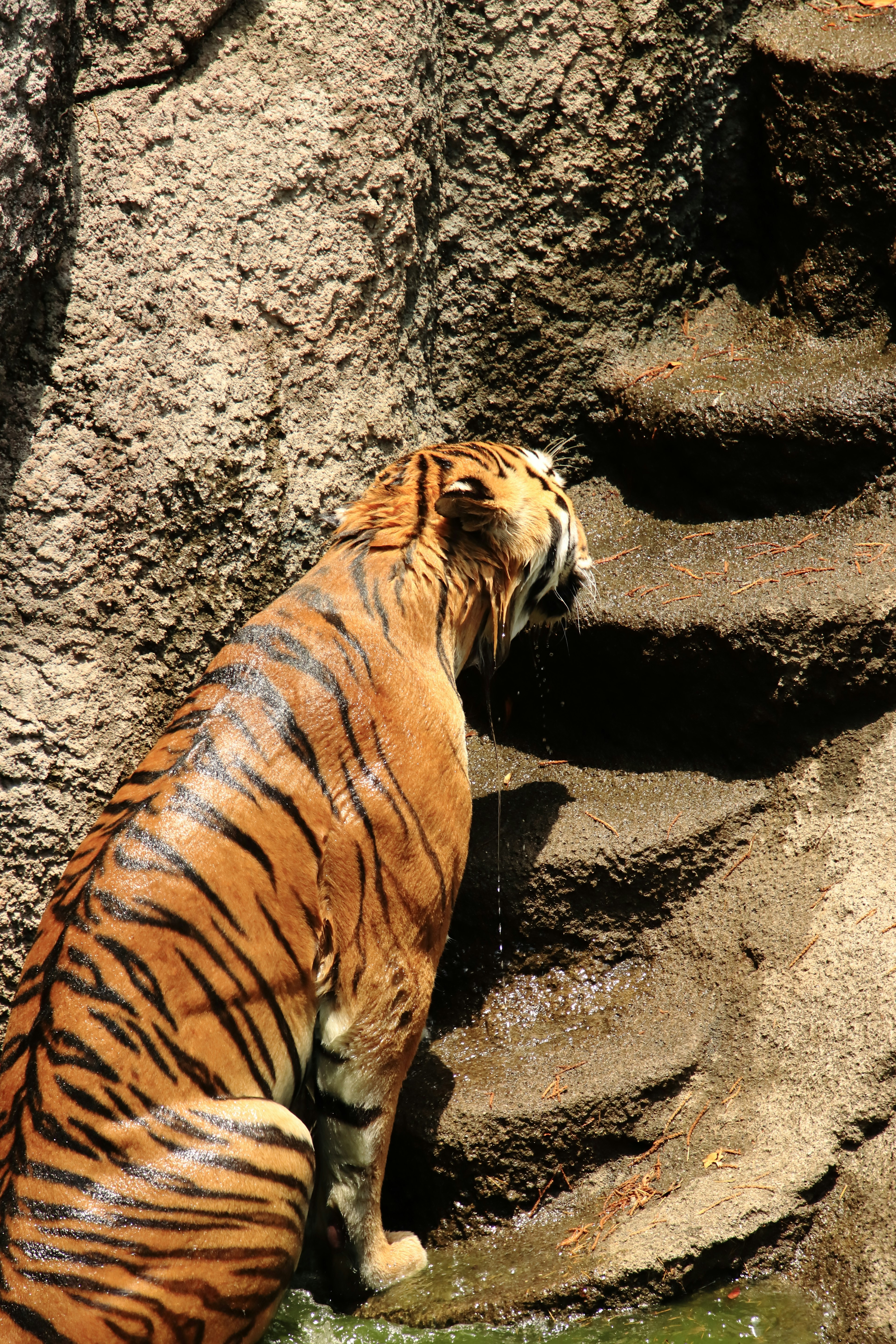 A tiger climbing steps near a rocky surface